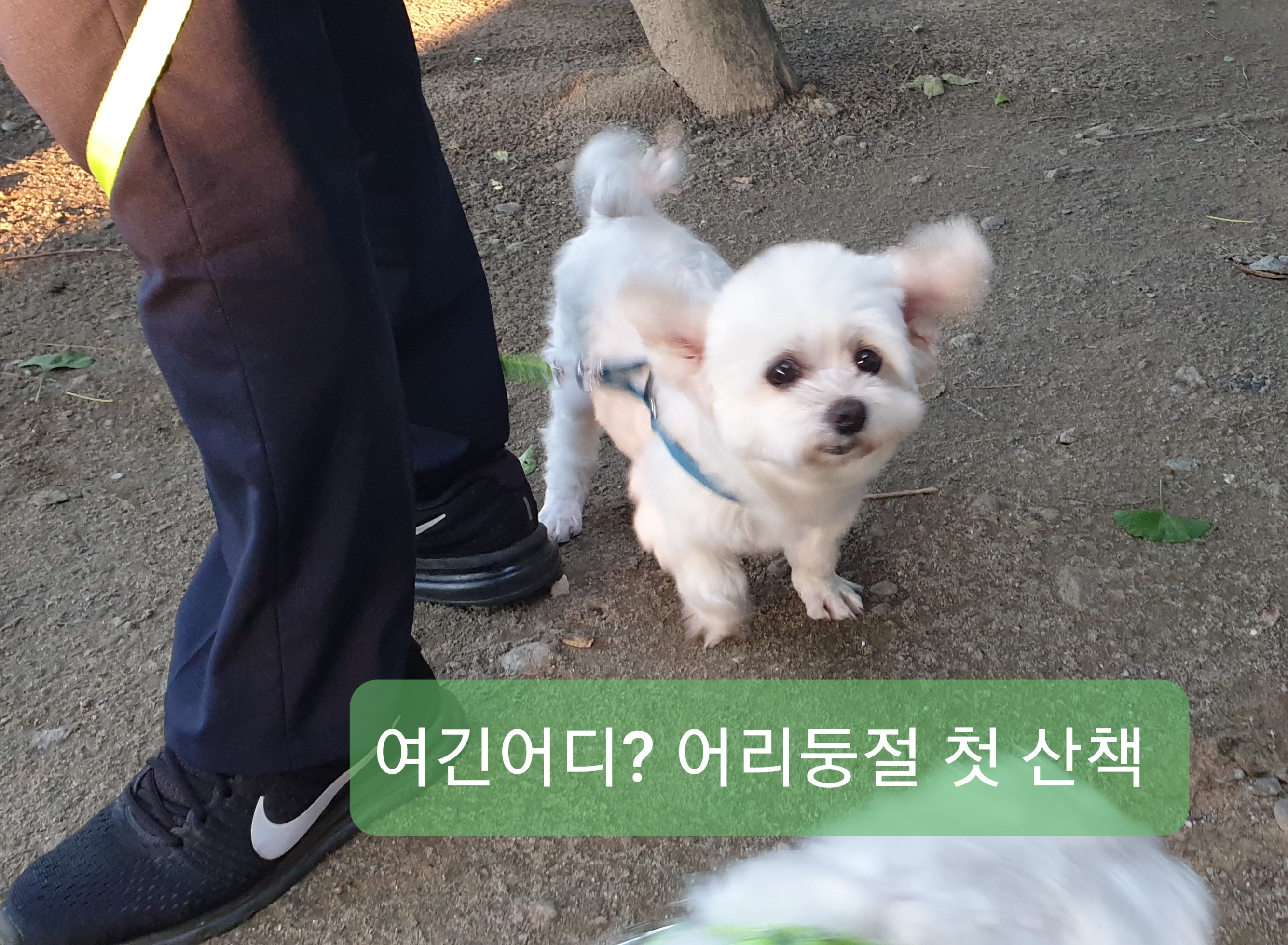 봄이(곤지암6청순) 한달 후기