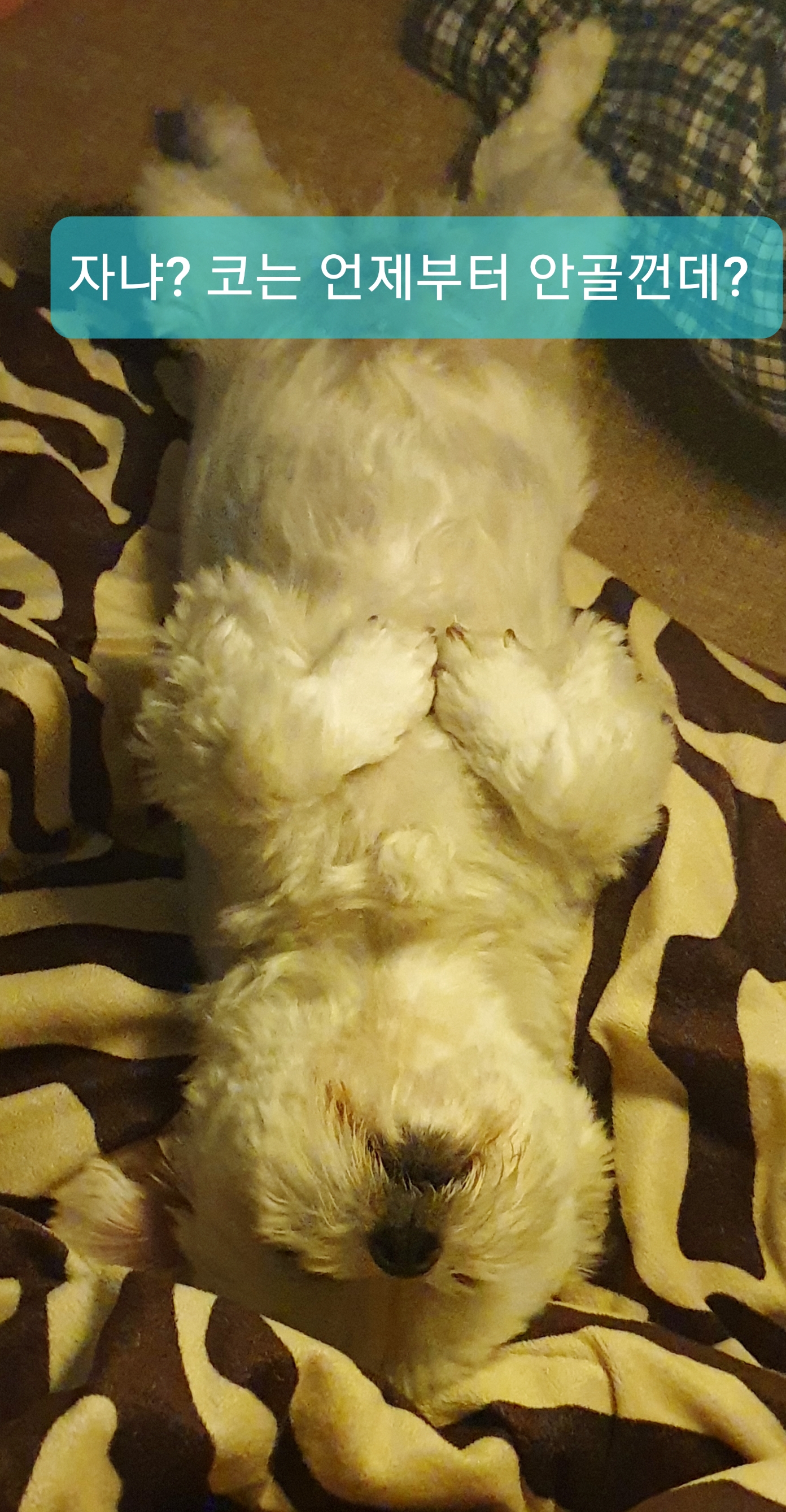 봄이(곤지암6청순) 한달 후기