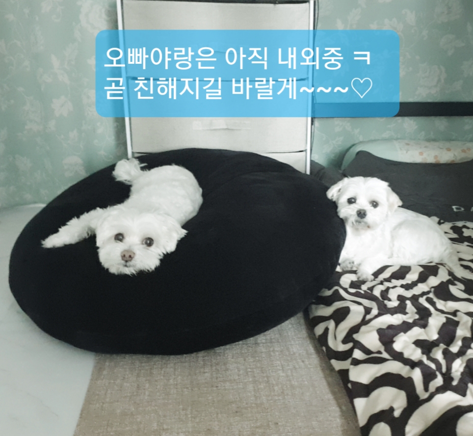 봄이(곤지암6청순) 한달 후기