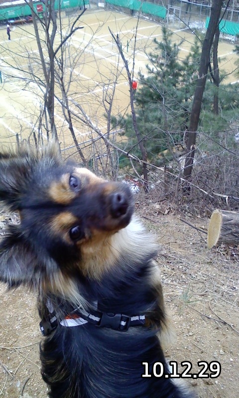 베를린이 12살이 되었어요