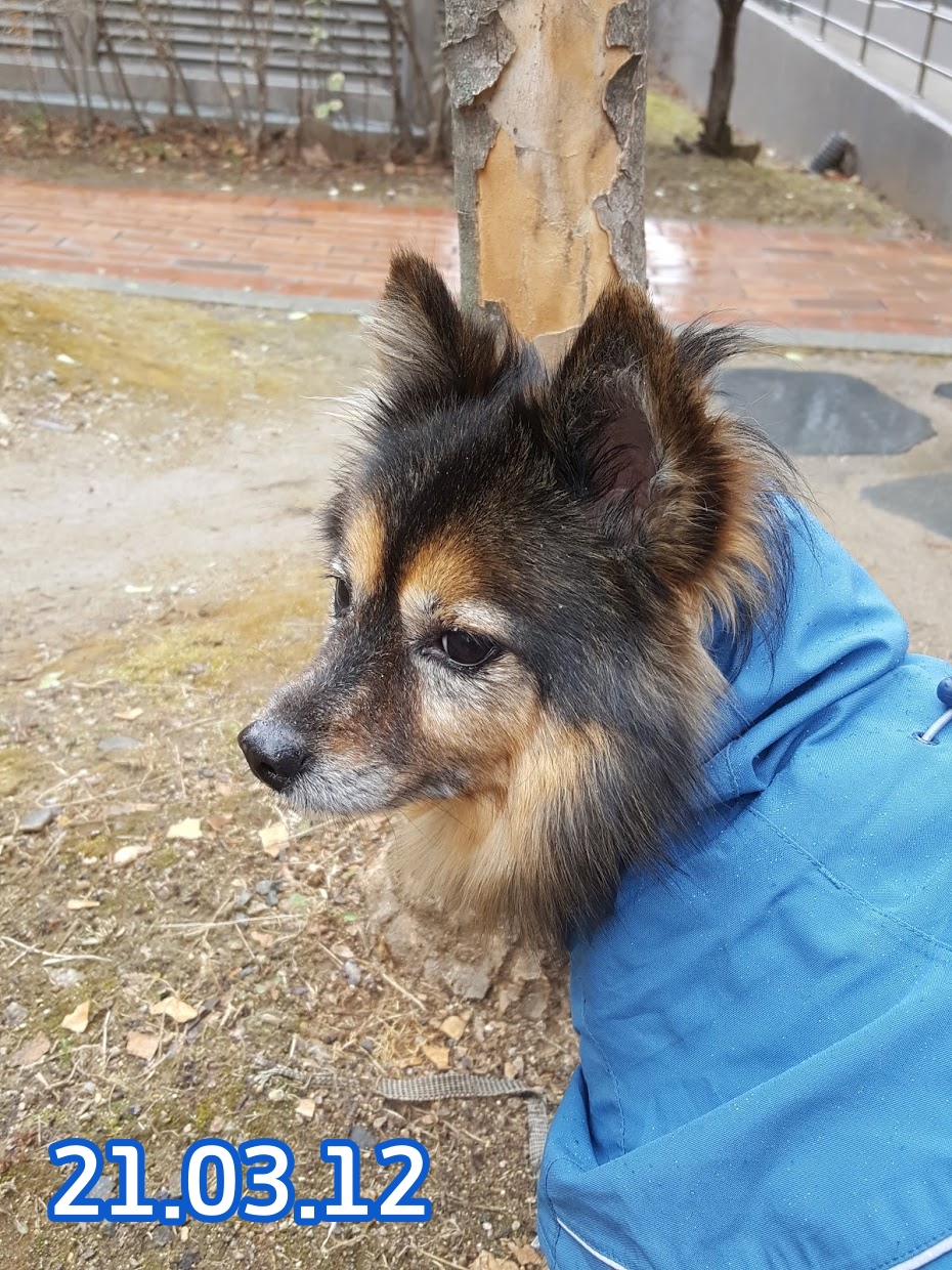 베를린이 12살이 되었어요