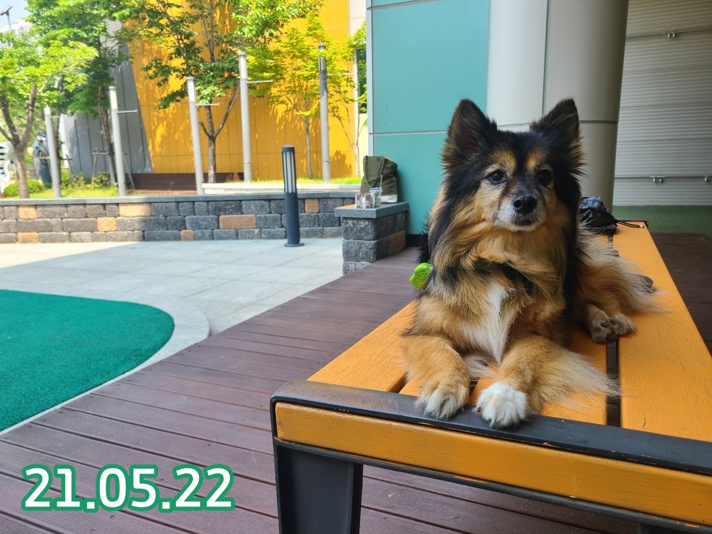 베를린이 12살이 되었어요