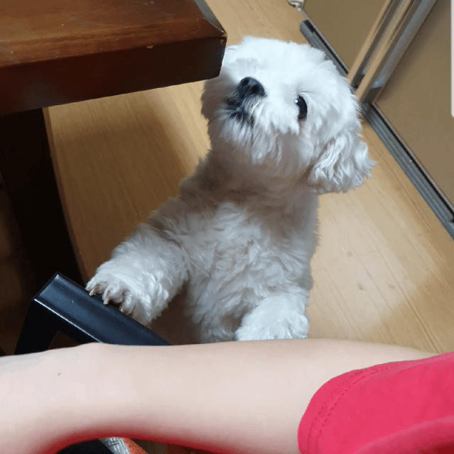 구)콩이 현)구름이 벌써 온지 1년이 훌쩍 지났어요