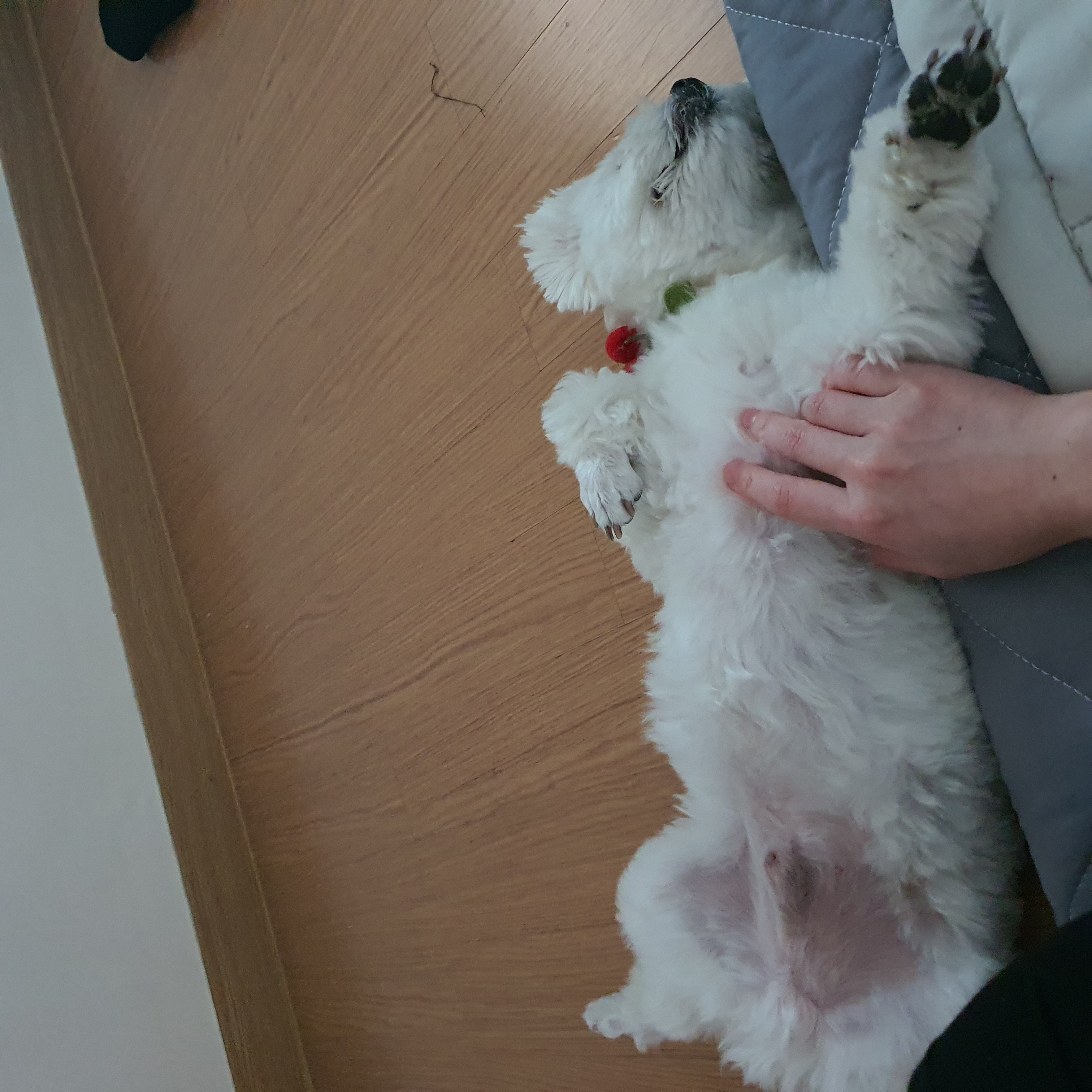 구)콩이 현)구름이 벌써 온지 1년이 훌쩍 지났어요