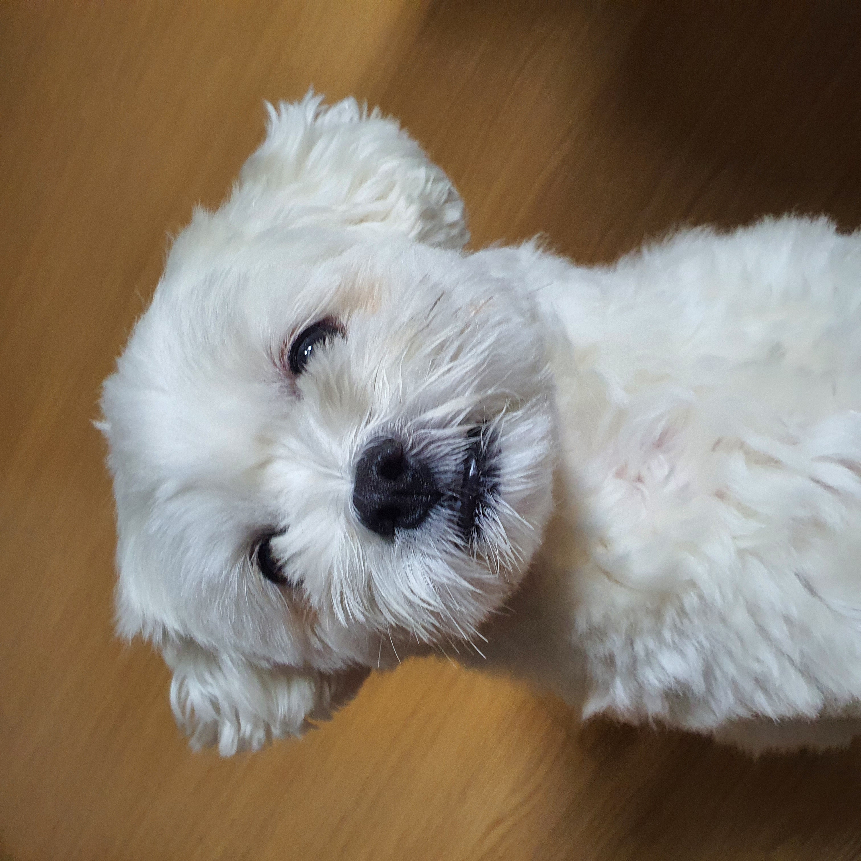 구)콩이 현)구름이 벌써 온지 1년이 훌쩍 지났어요