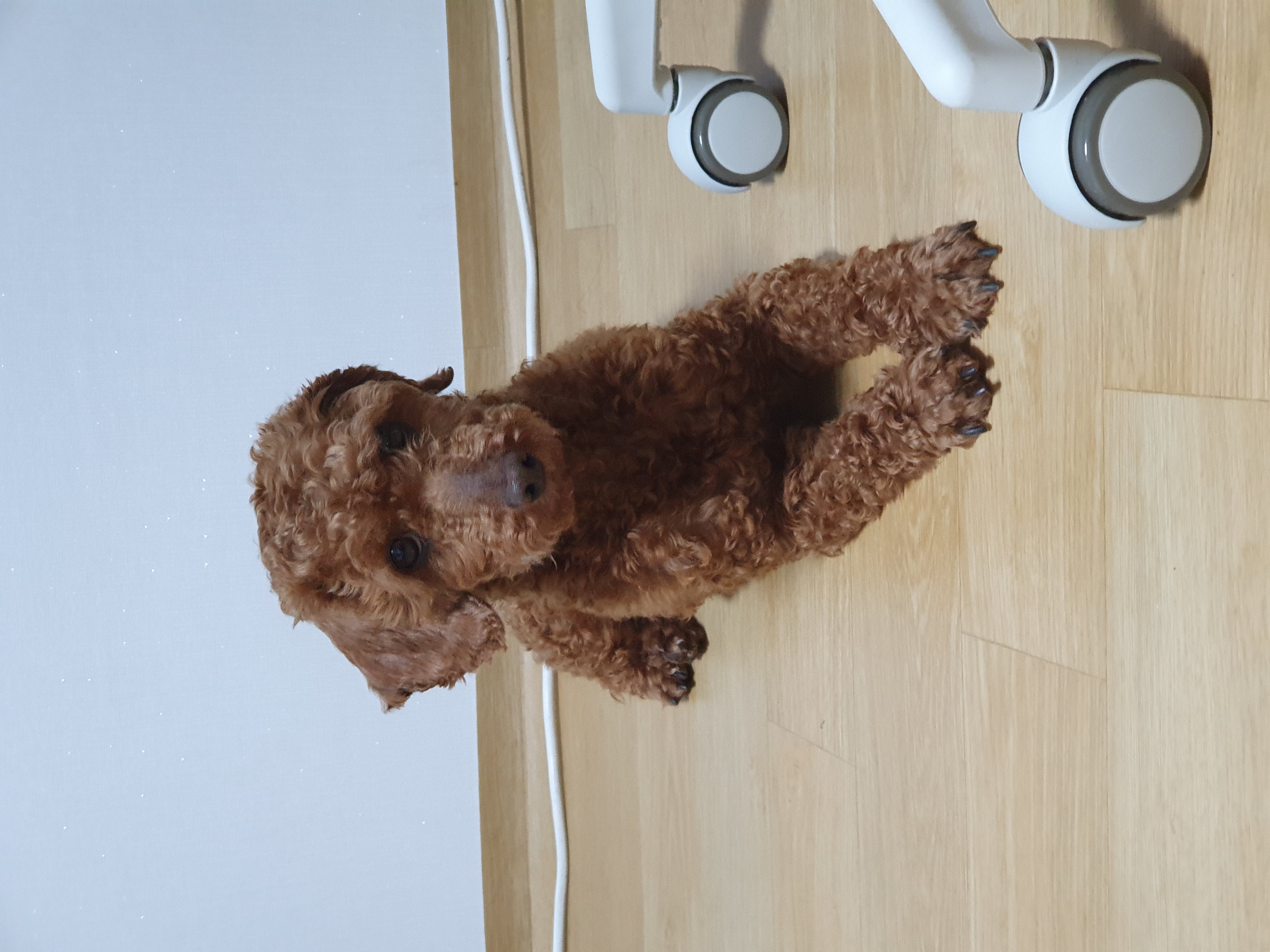 곤지암 앙금이(쿠키) 3개월째  이야기가 늦었어요ㅜ.ㅜ