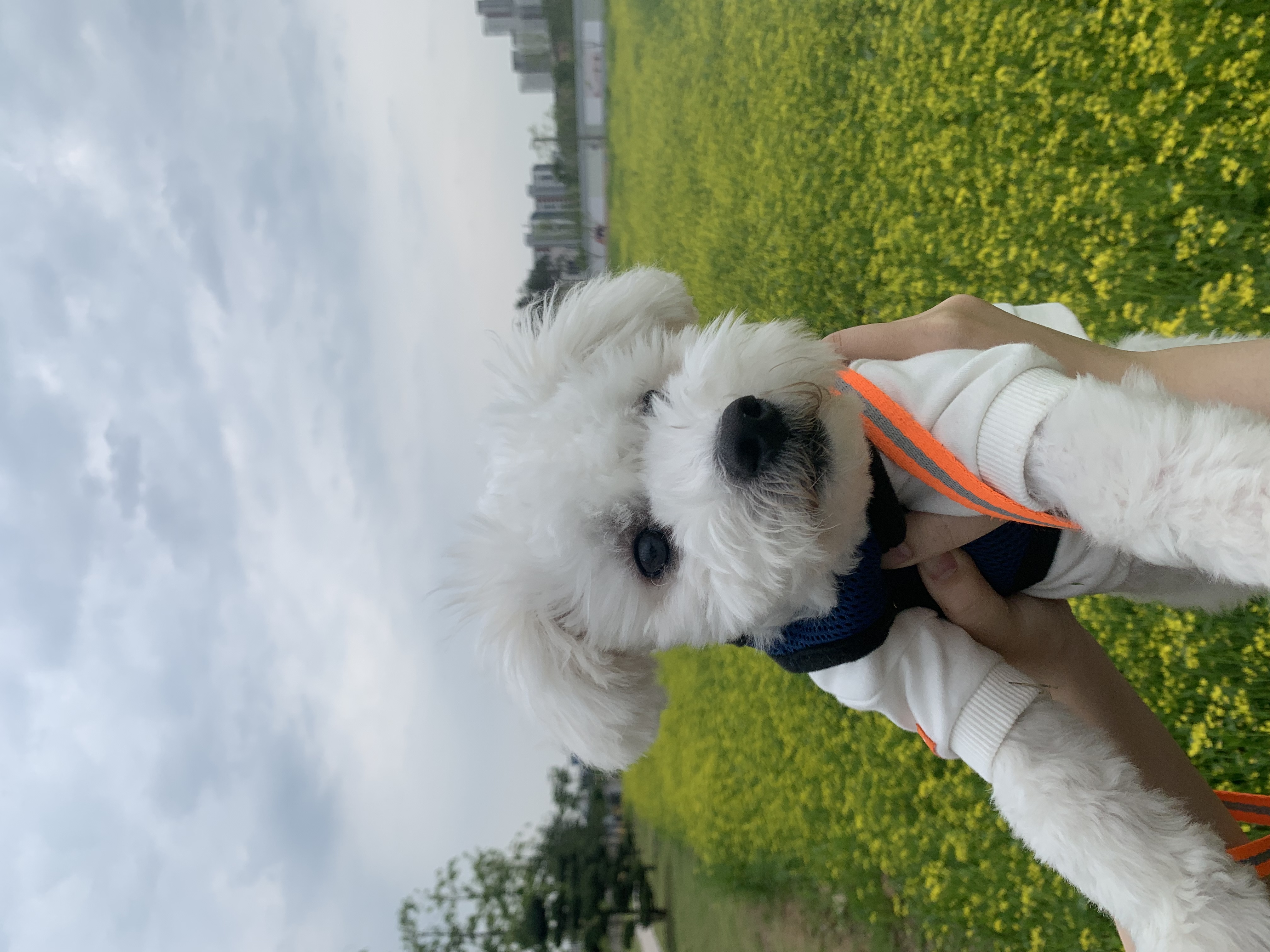 콩이(구 곤지암 하일이)입양 3개월차 후기