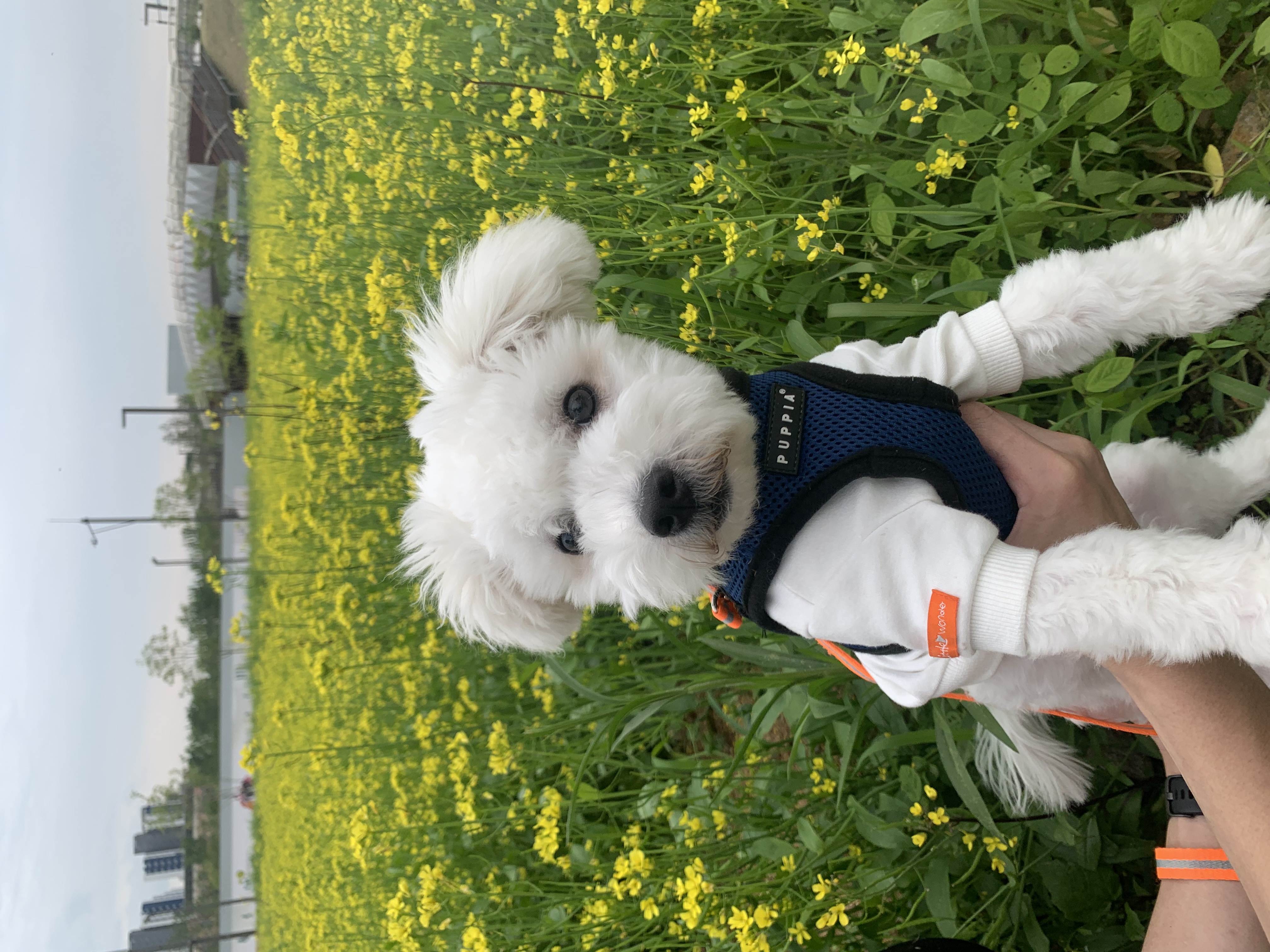 콩이(구 곤지암 하일이)입양 3개월차 후기