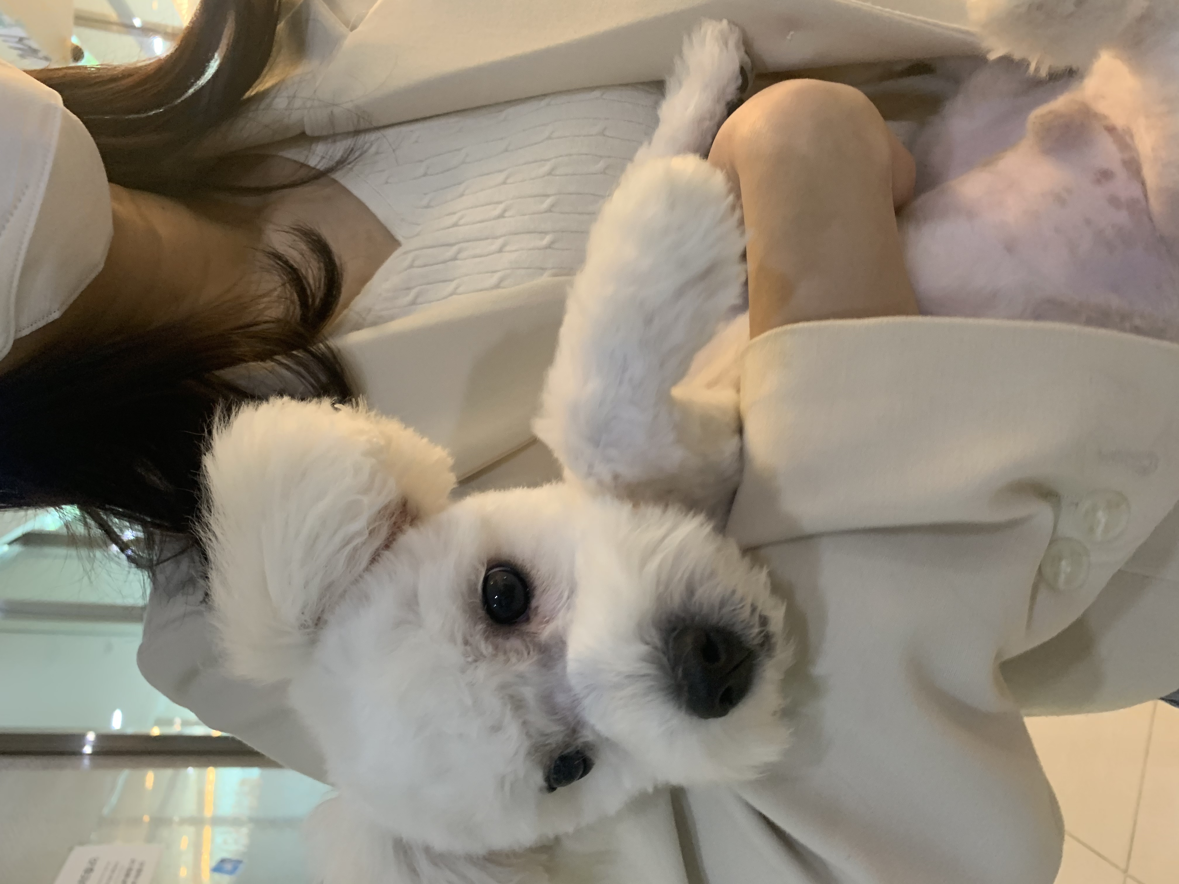 콩이(구 곤지암 하일이)입양 3개월차 후기