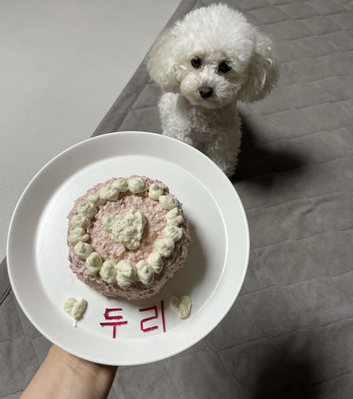 두리와 함께한지 1년이에요!(구 사랑이)