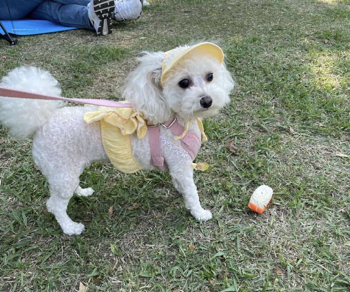 두리와 함께한지 1년이에요!(구 사랑이)