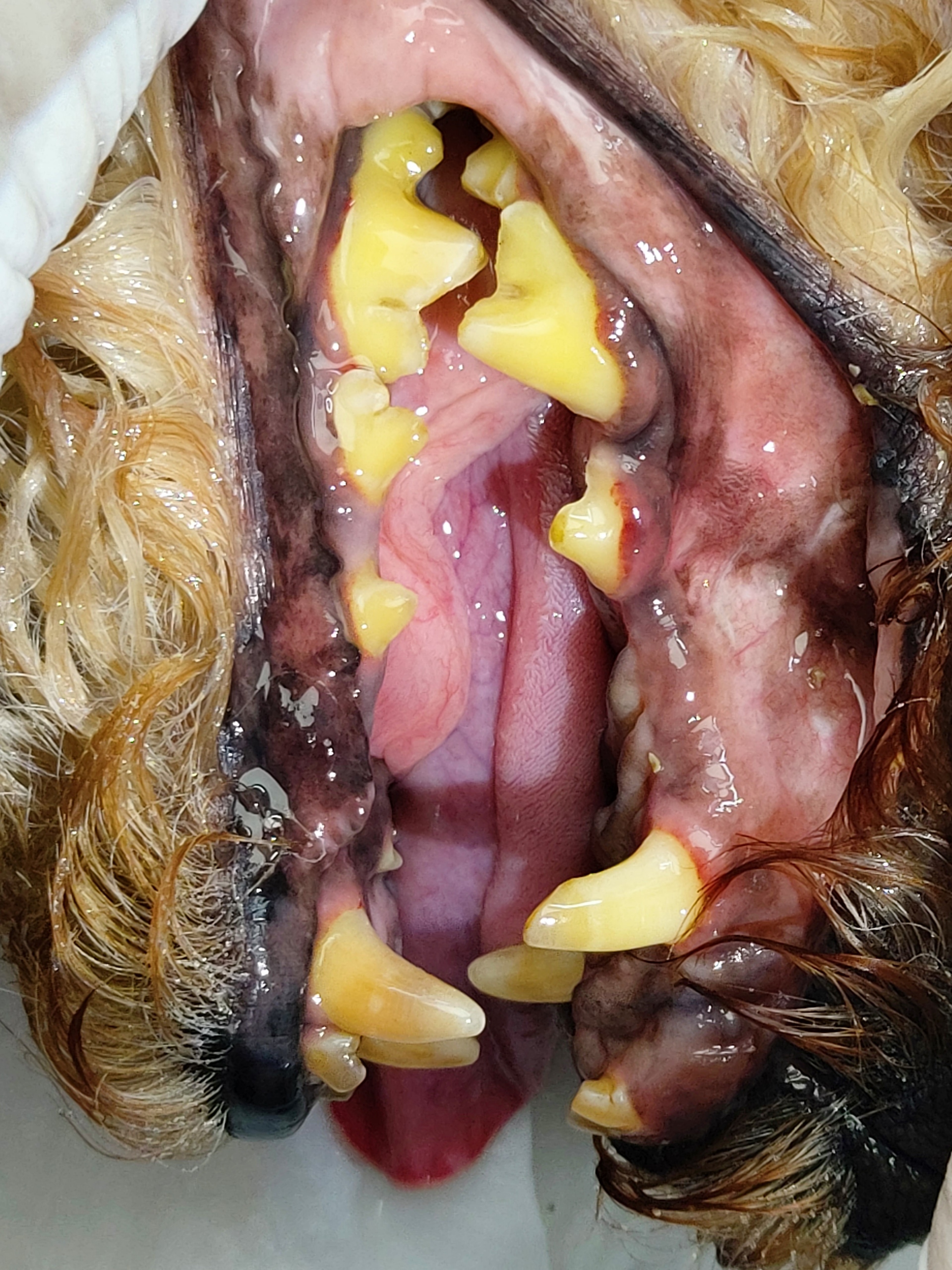 봄이 한달 입양 후기