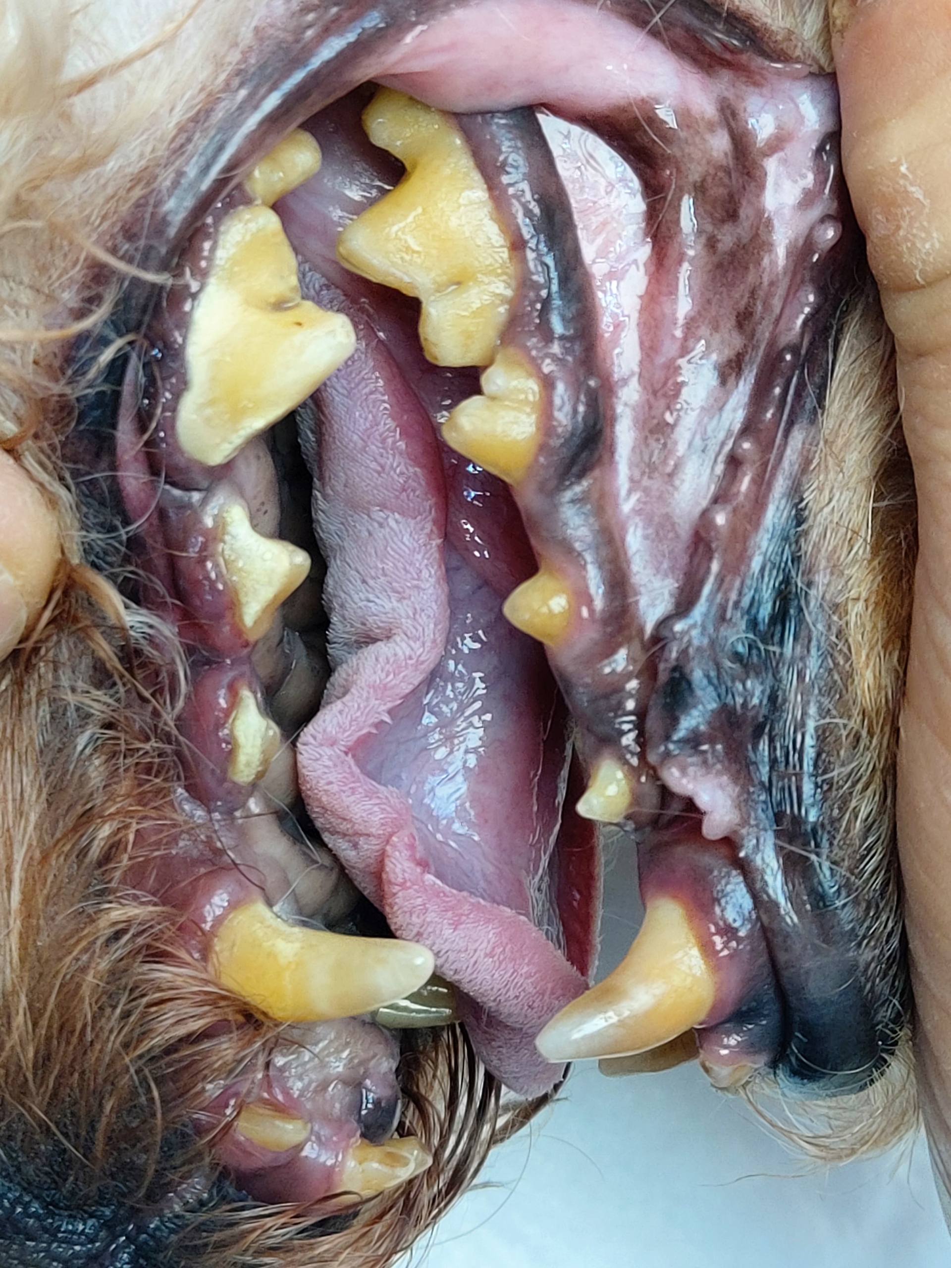 봄이 한달 입양 후기