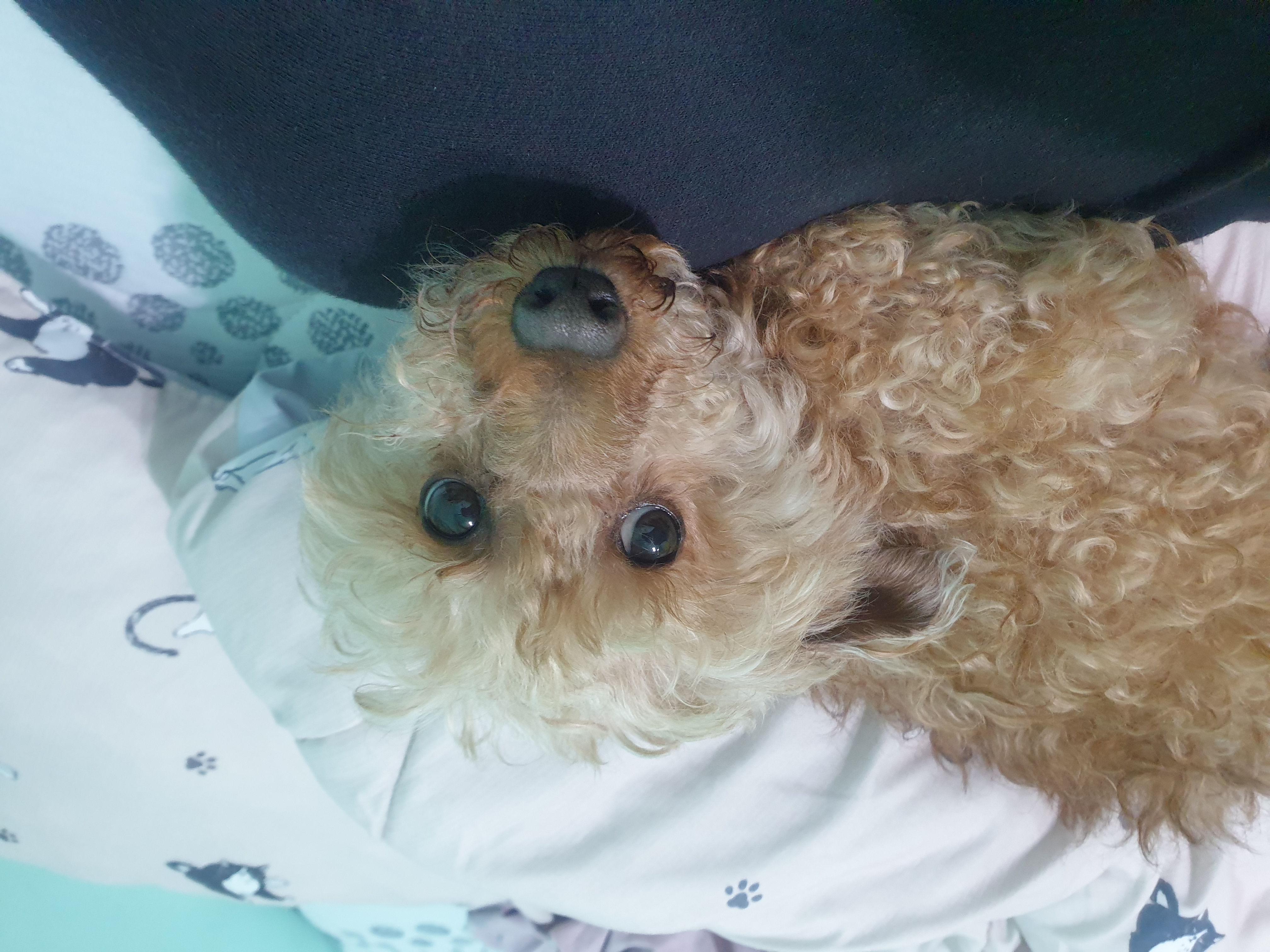 봄이 한달 입양 후기