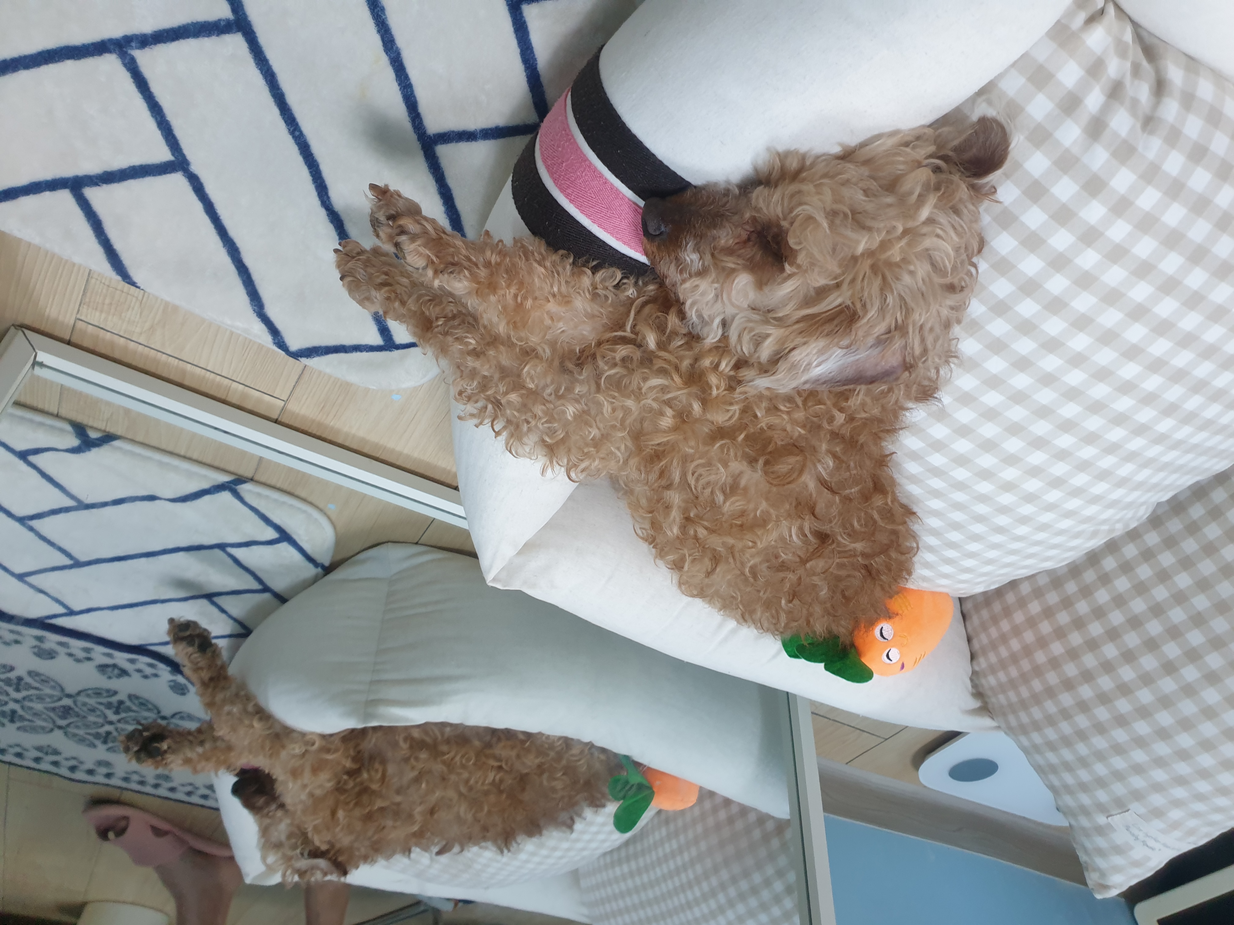 봄이 한달 입양 후기