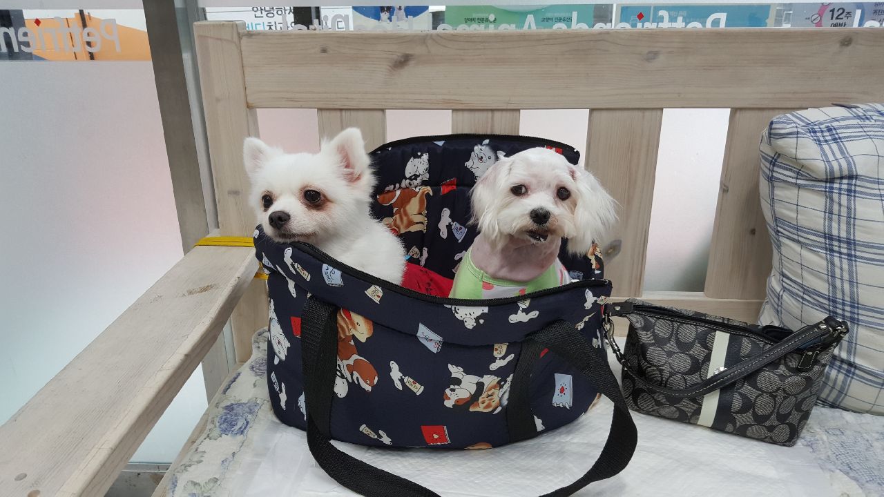 ♡연두와꽃비(이천이  사천이) 근황♡