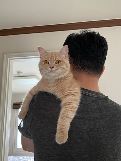 복동이(쫄랑이) 1년 입양 후 이야기 입니다.