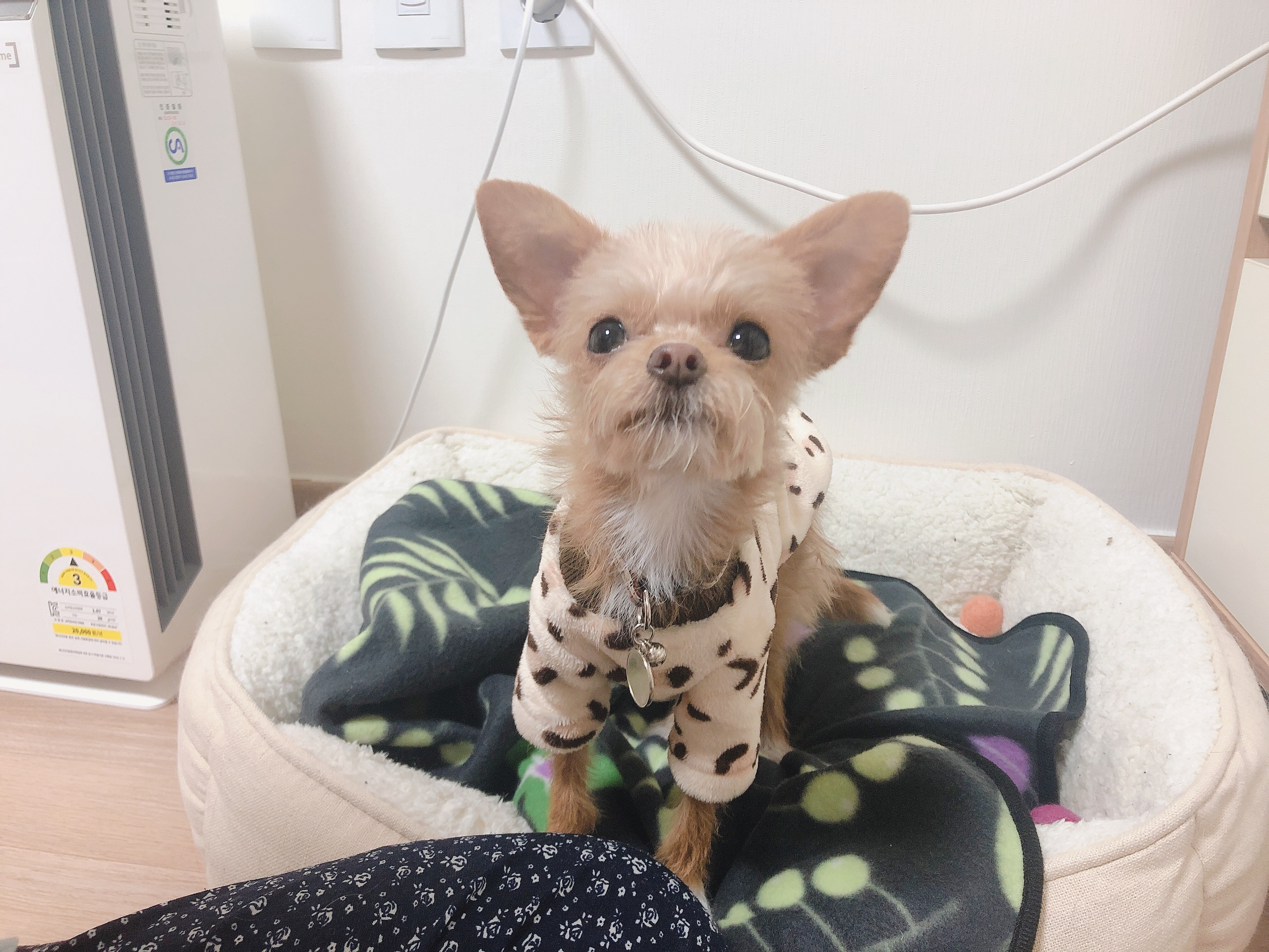 단추(뽀요) 1년❤