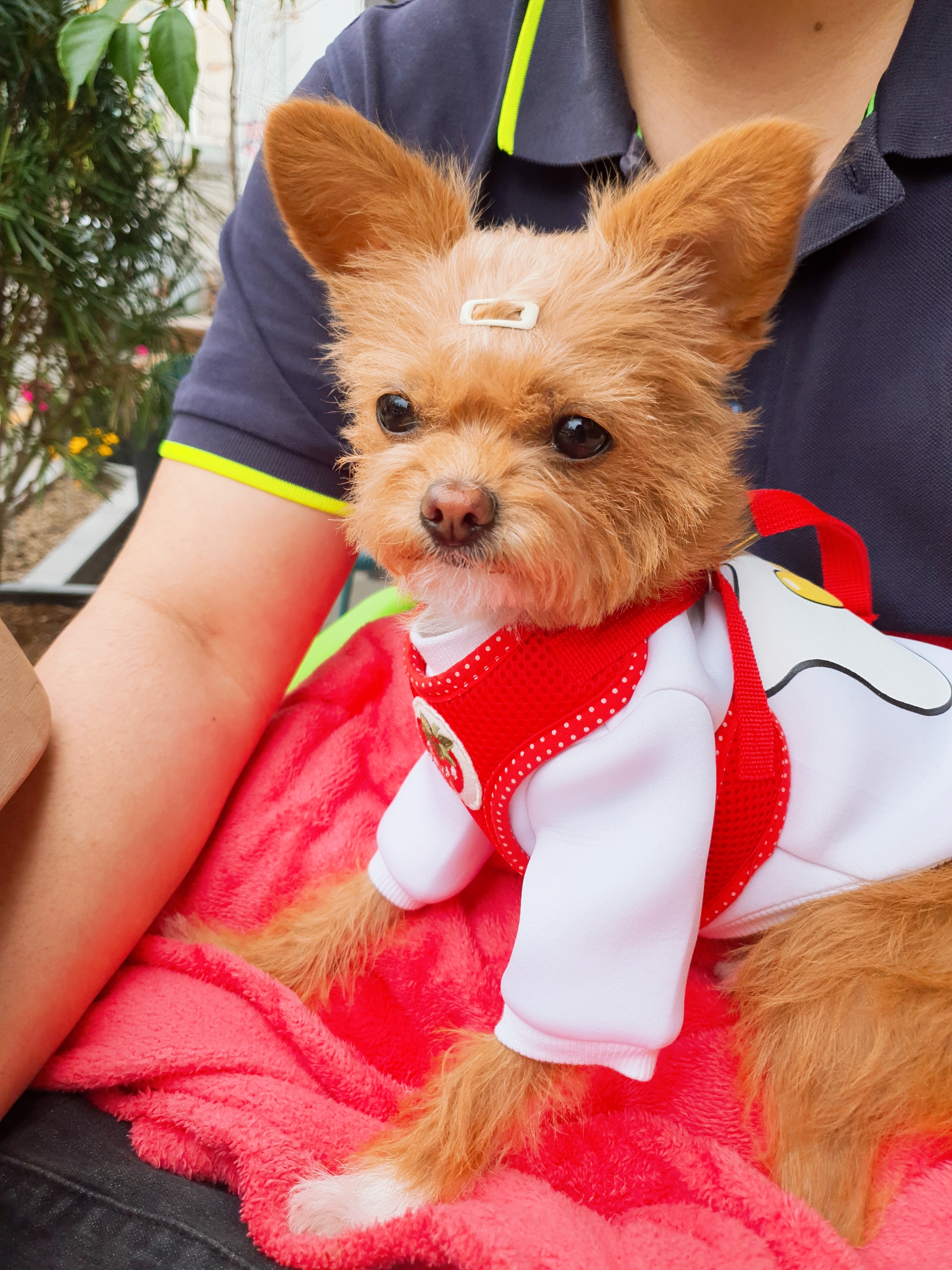 단추(뽀요) 1년❤