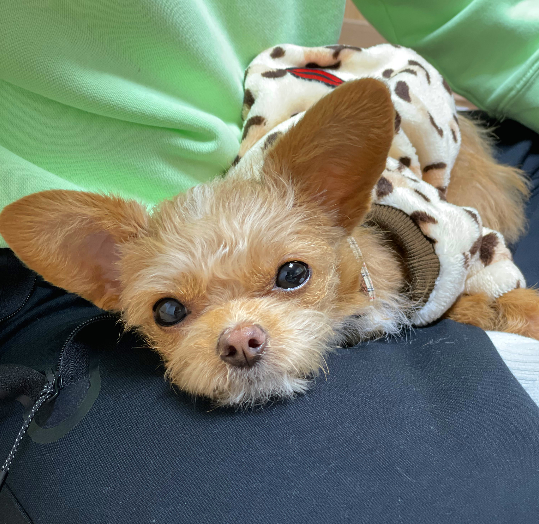 단추(뽀요) 1년❤