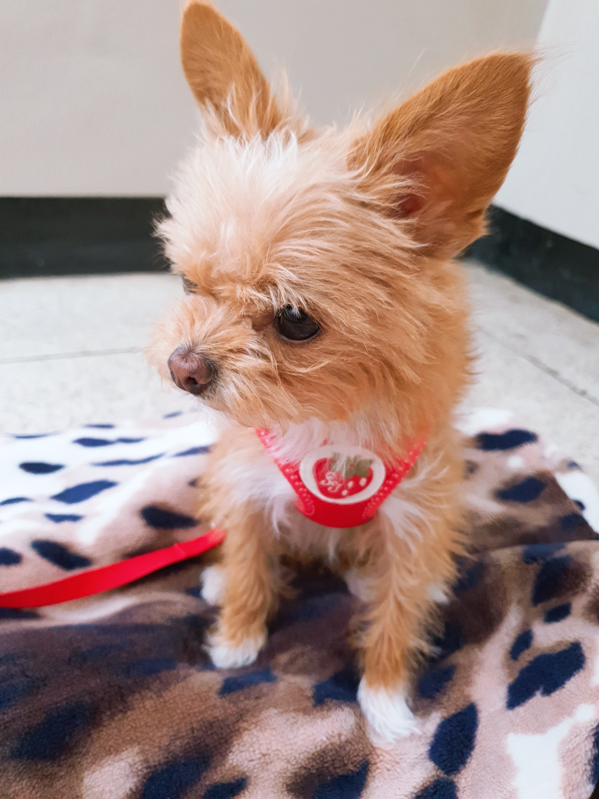 단추(뽀요) 1년❤