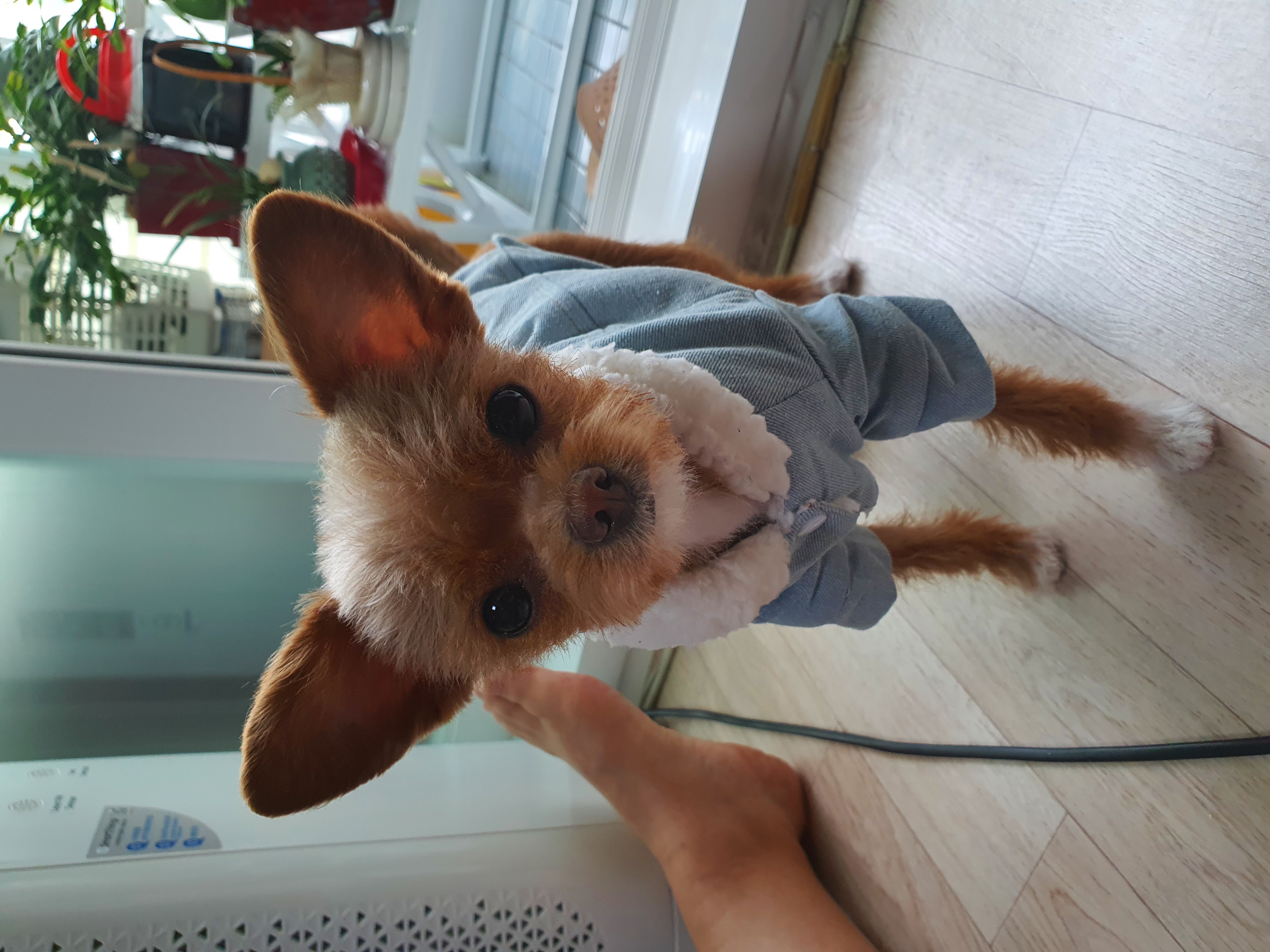 단추(뽀요) 1년❤