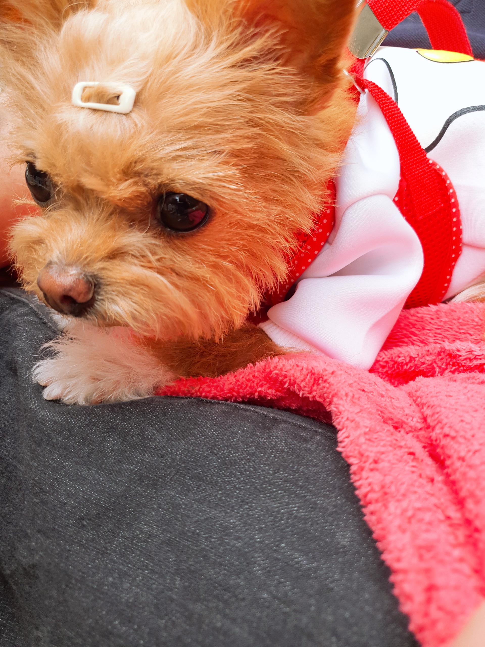 단추(뽀요) 1년❤