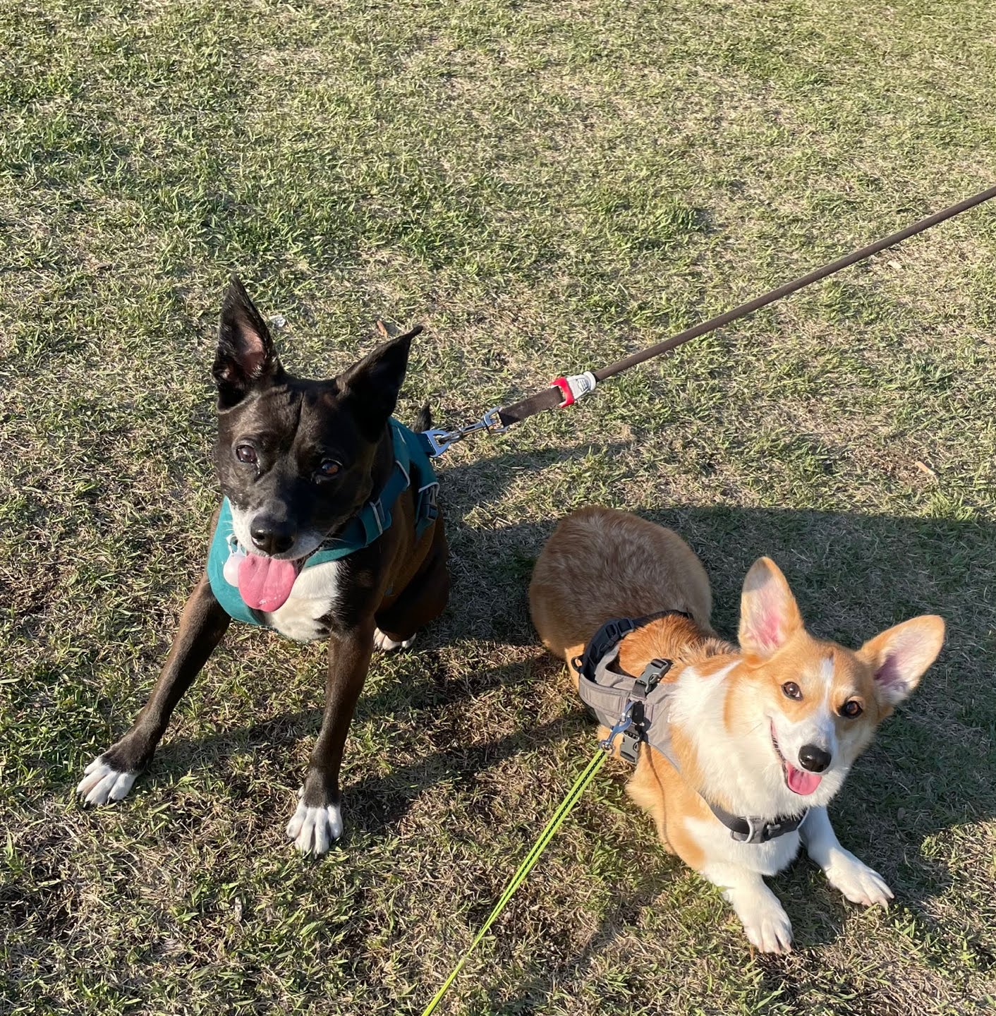 딩동이네 6년차 소식 (딩동이는 벌써 7살)