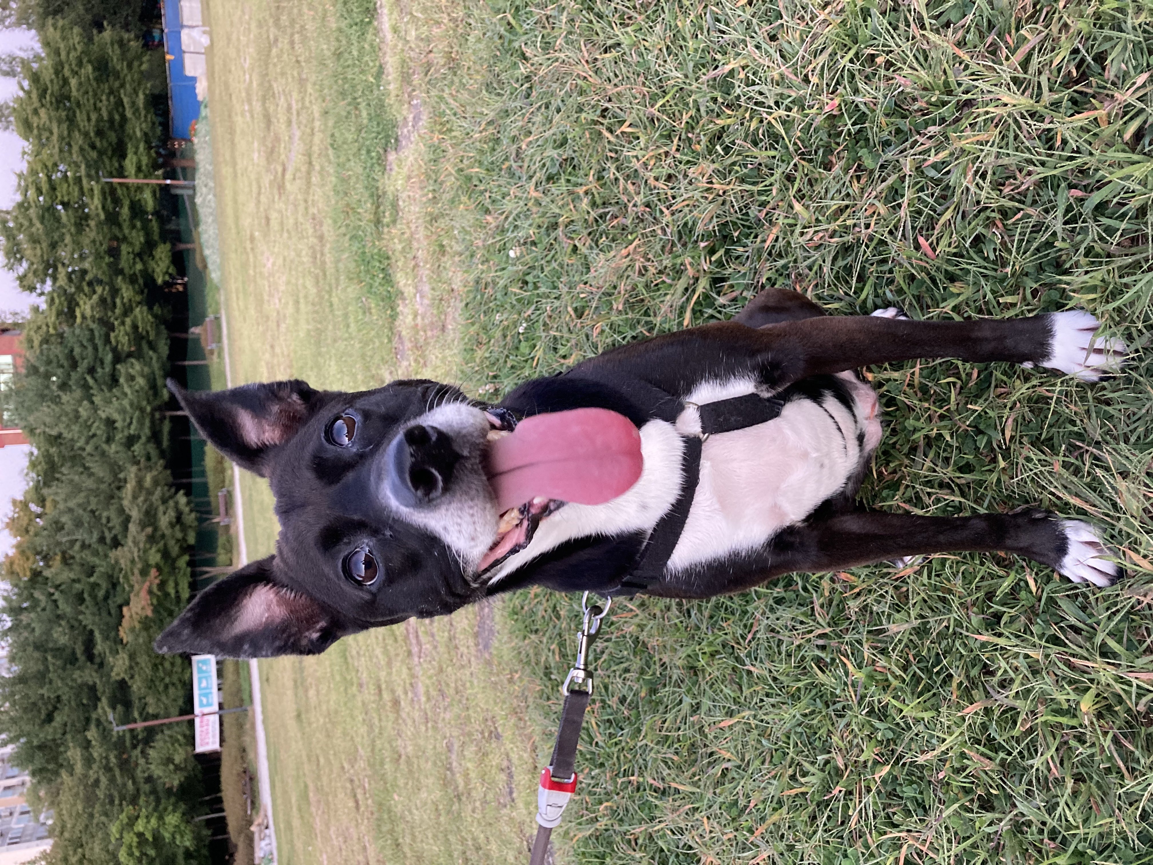 딩동이네 6년차 소식 (딩동이는 벌써 7살)