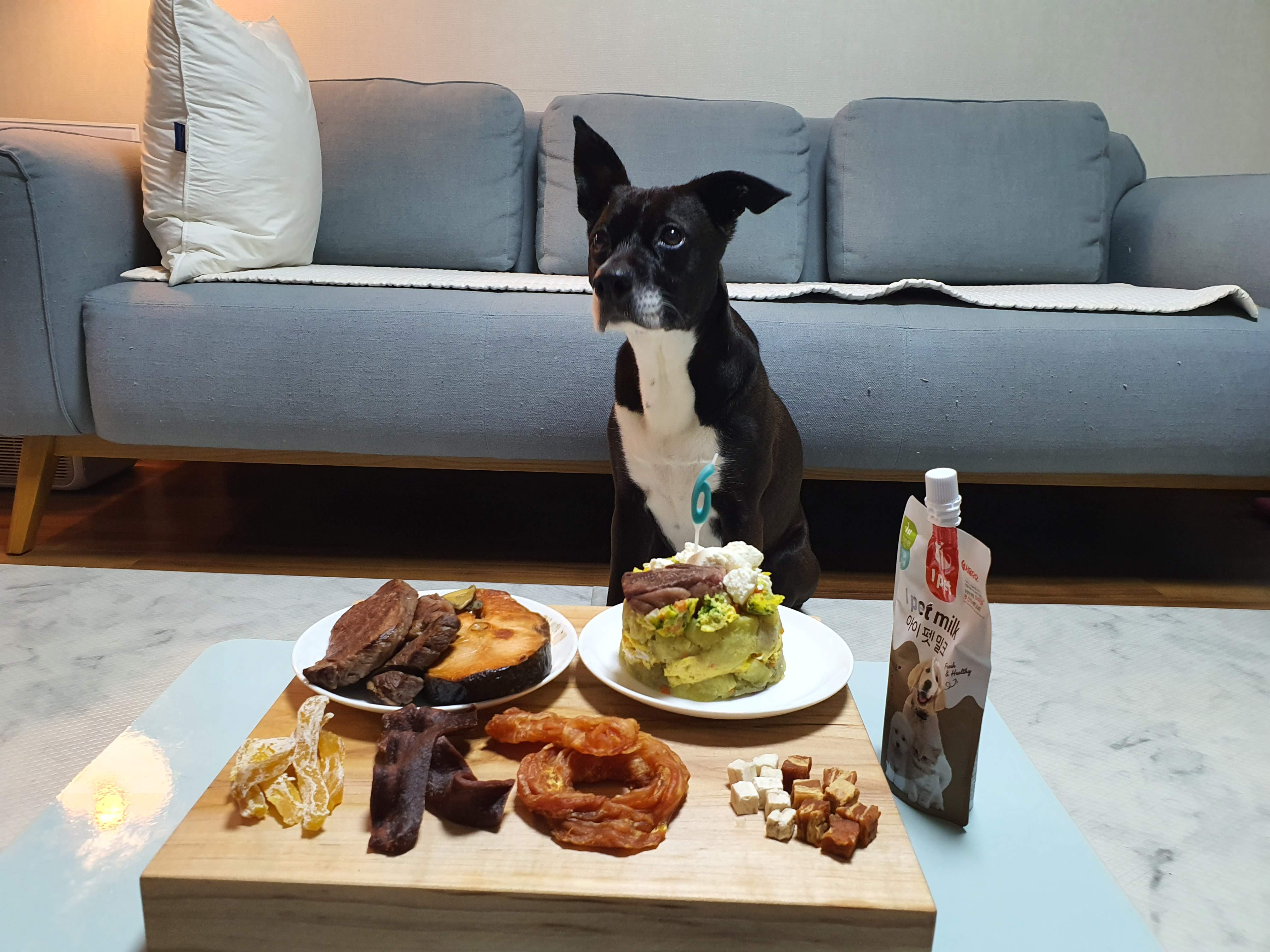 딩동이네 6년차 소식 (딩동이는 벌써 7살)