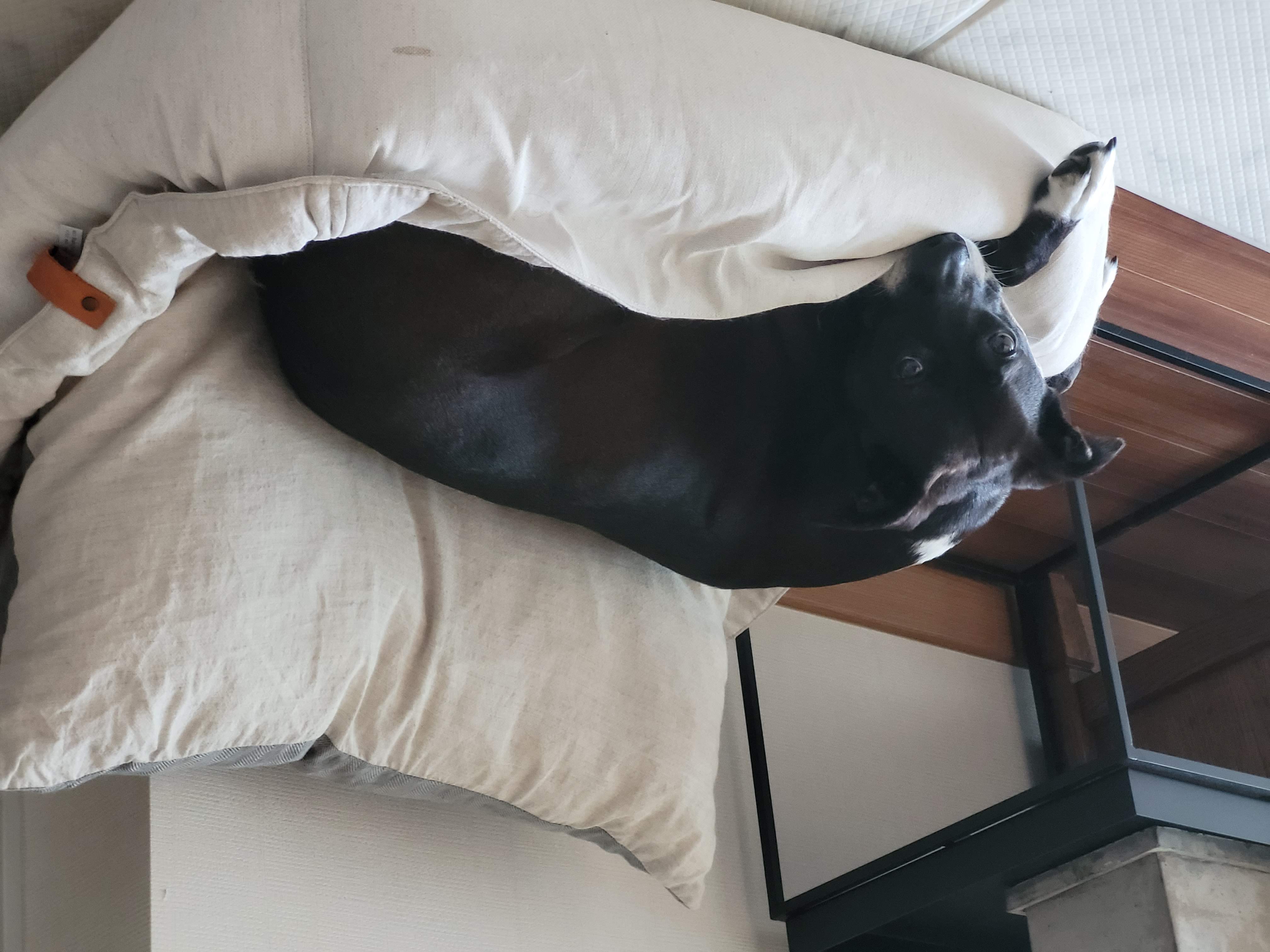 딩동이네 6년차 소식 (딩동이는 벌써 7살)