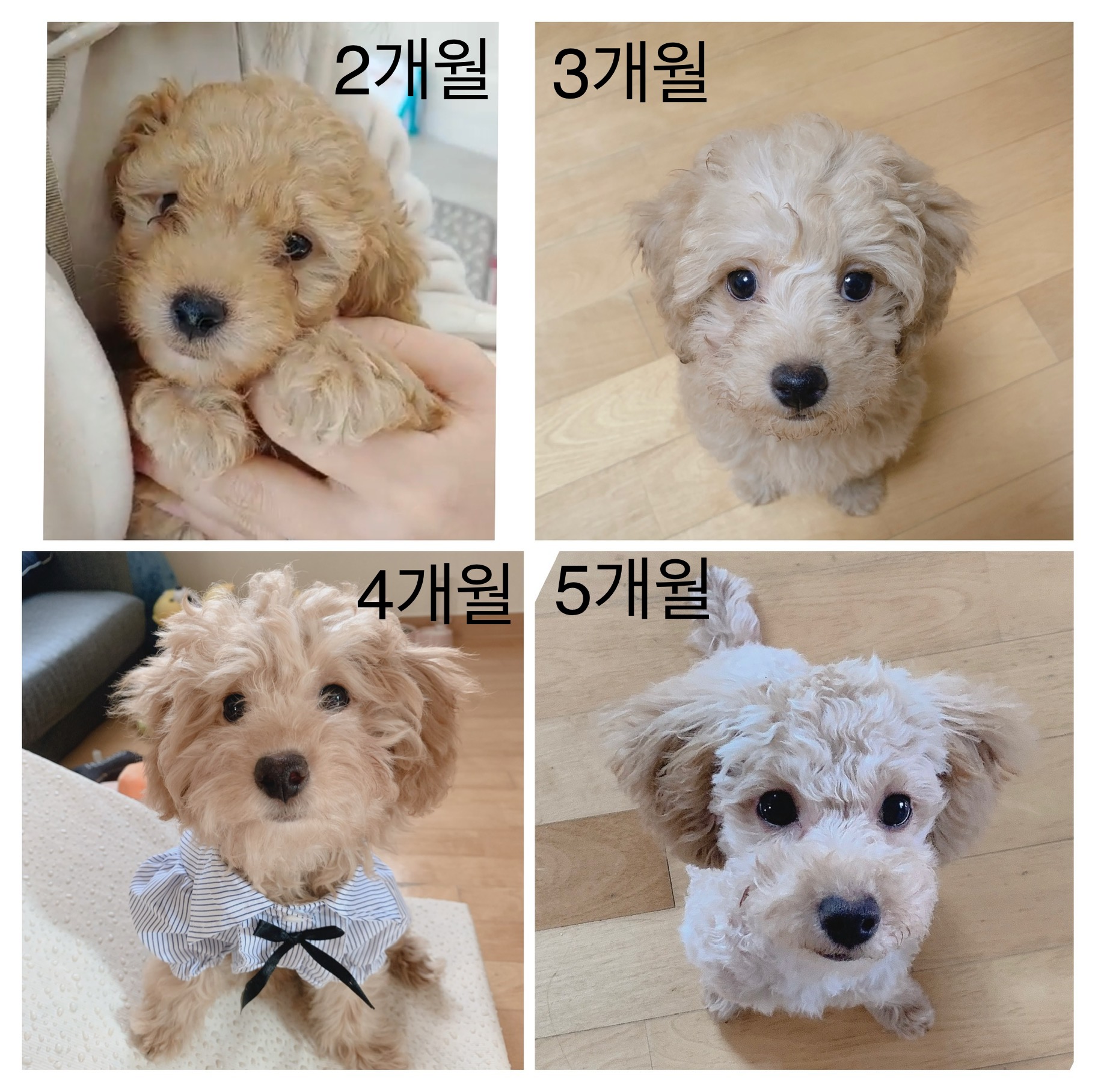 초이(곤지암-해삼) 육아 3개월의 기록