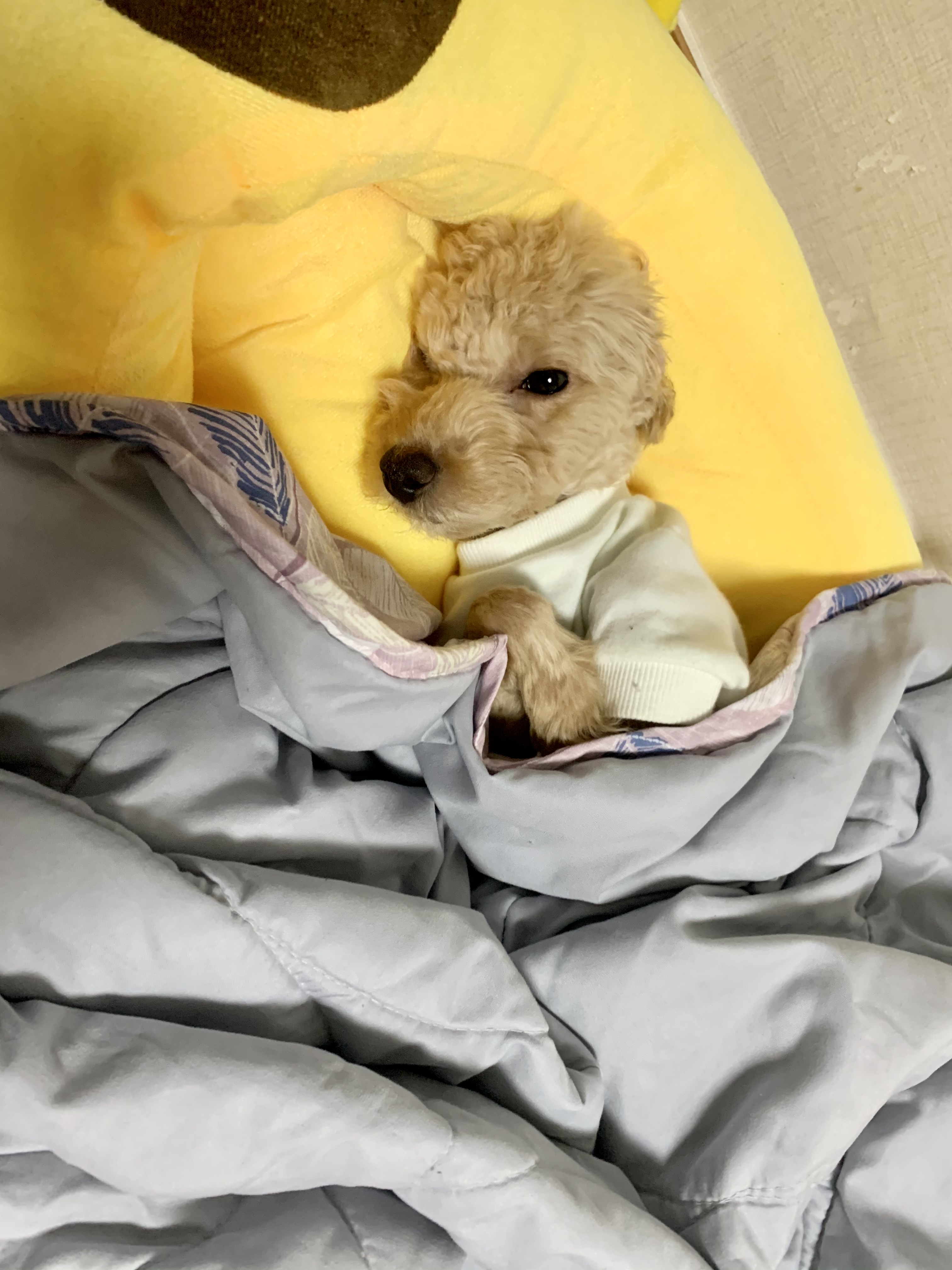 초이(곤지암-해삼) 육아 3개월의 기록