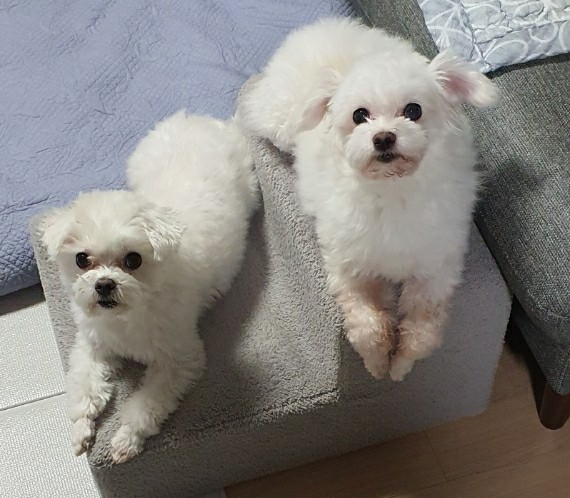 영천불법번식장구조견 포롱이 입양 1년~