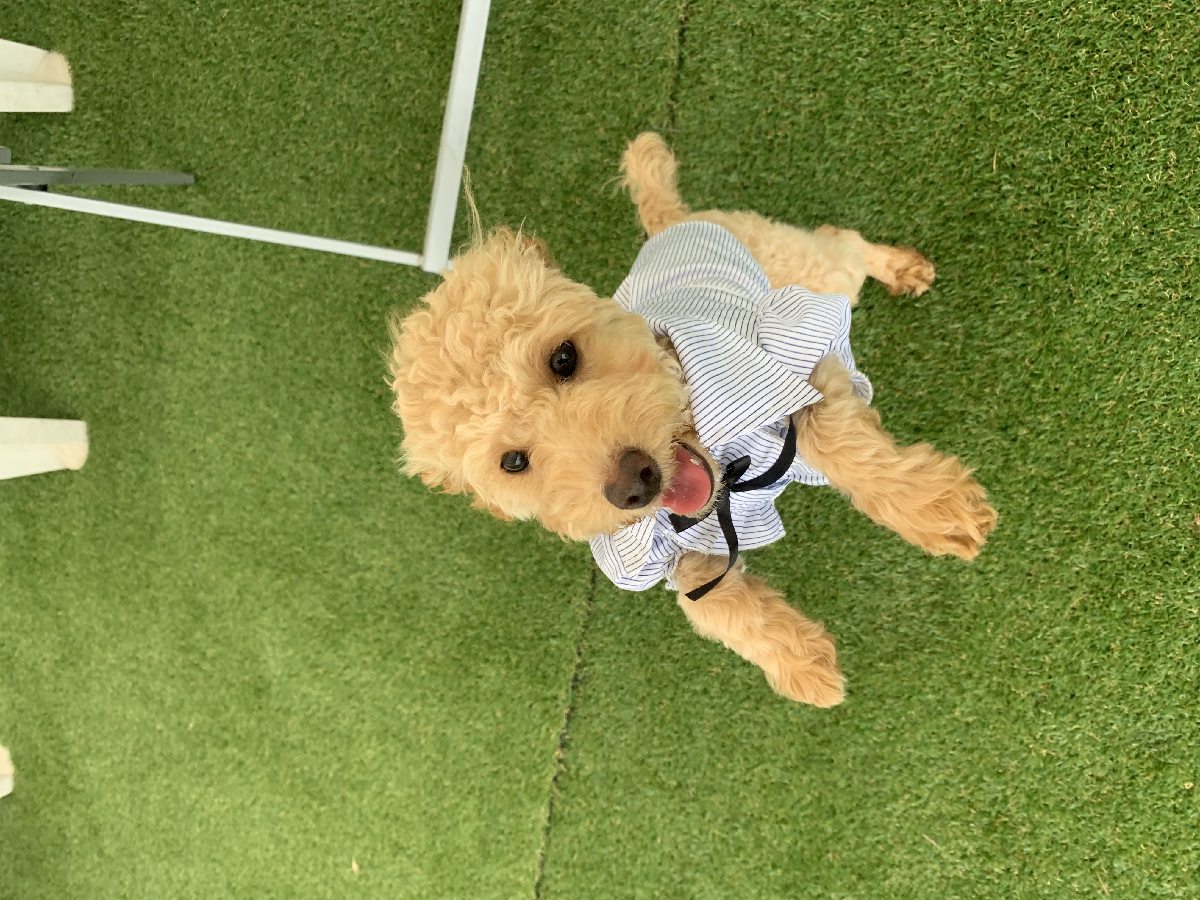 초이(곤지암-해삼) 드디어 웃었어요!!