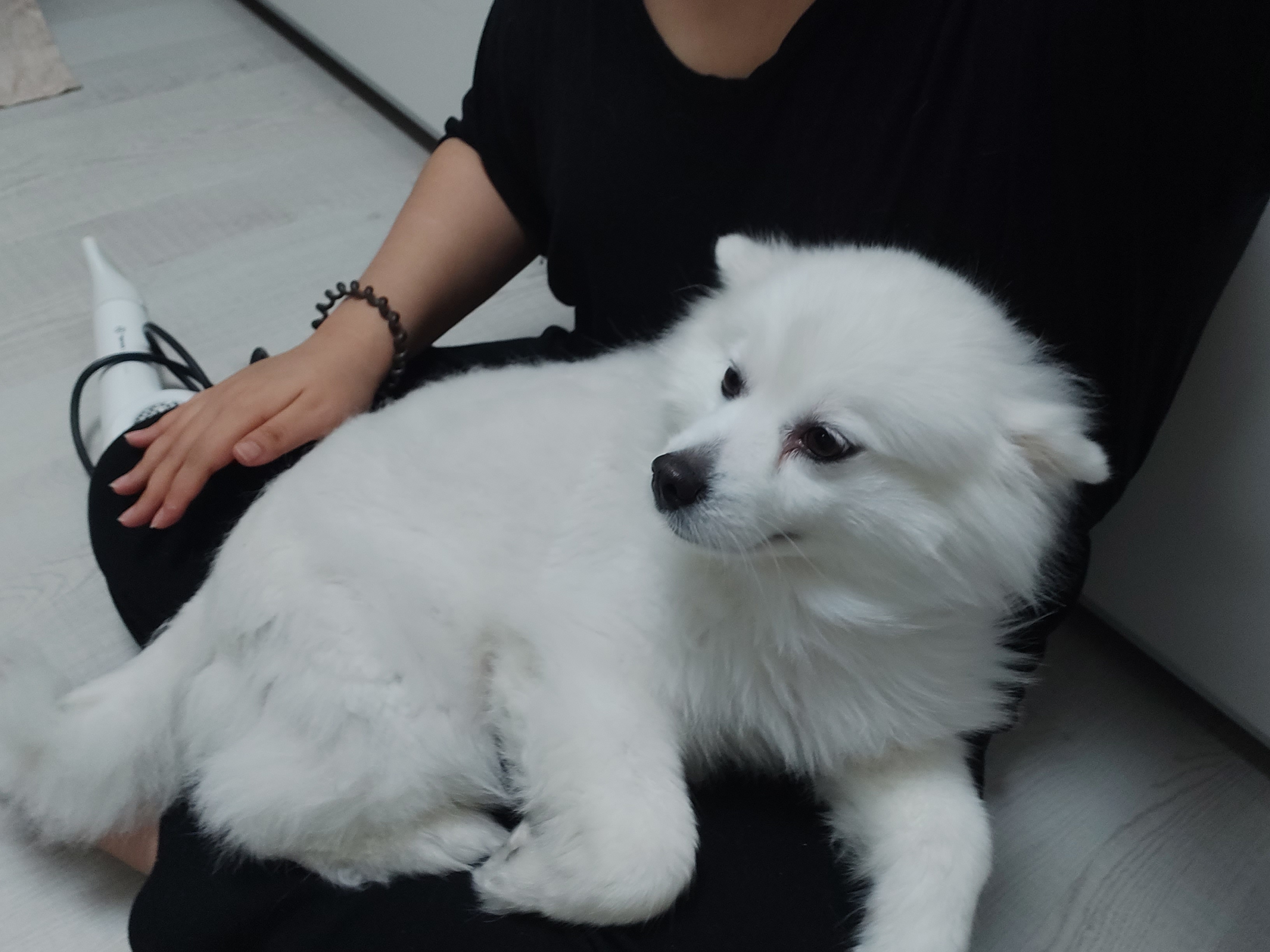 린 (빵또아) 입양 1년후기