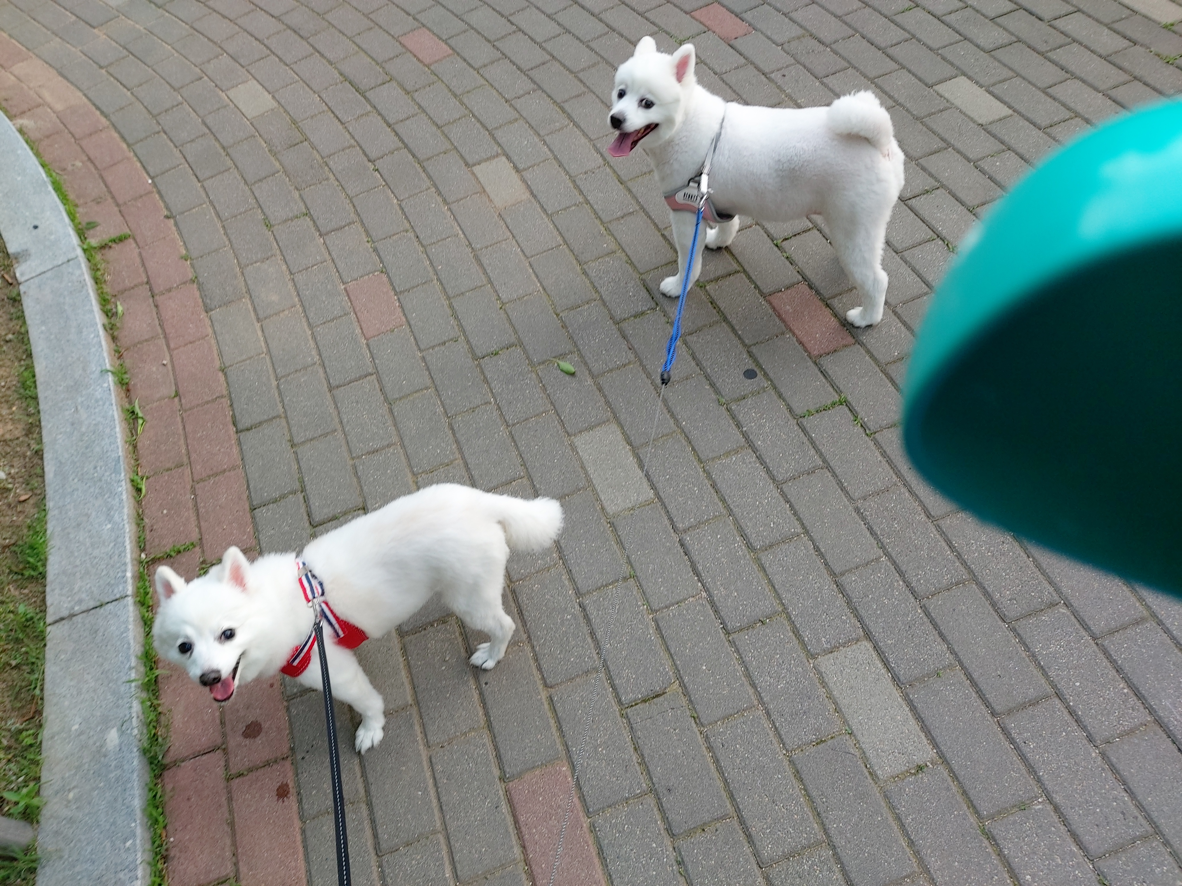 린 (빵또아) 입양 1년후기