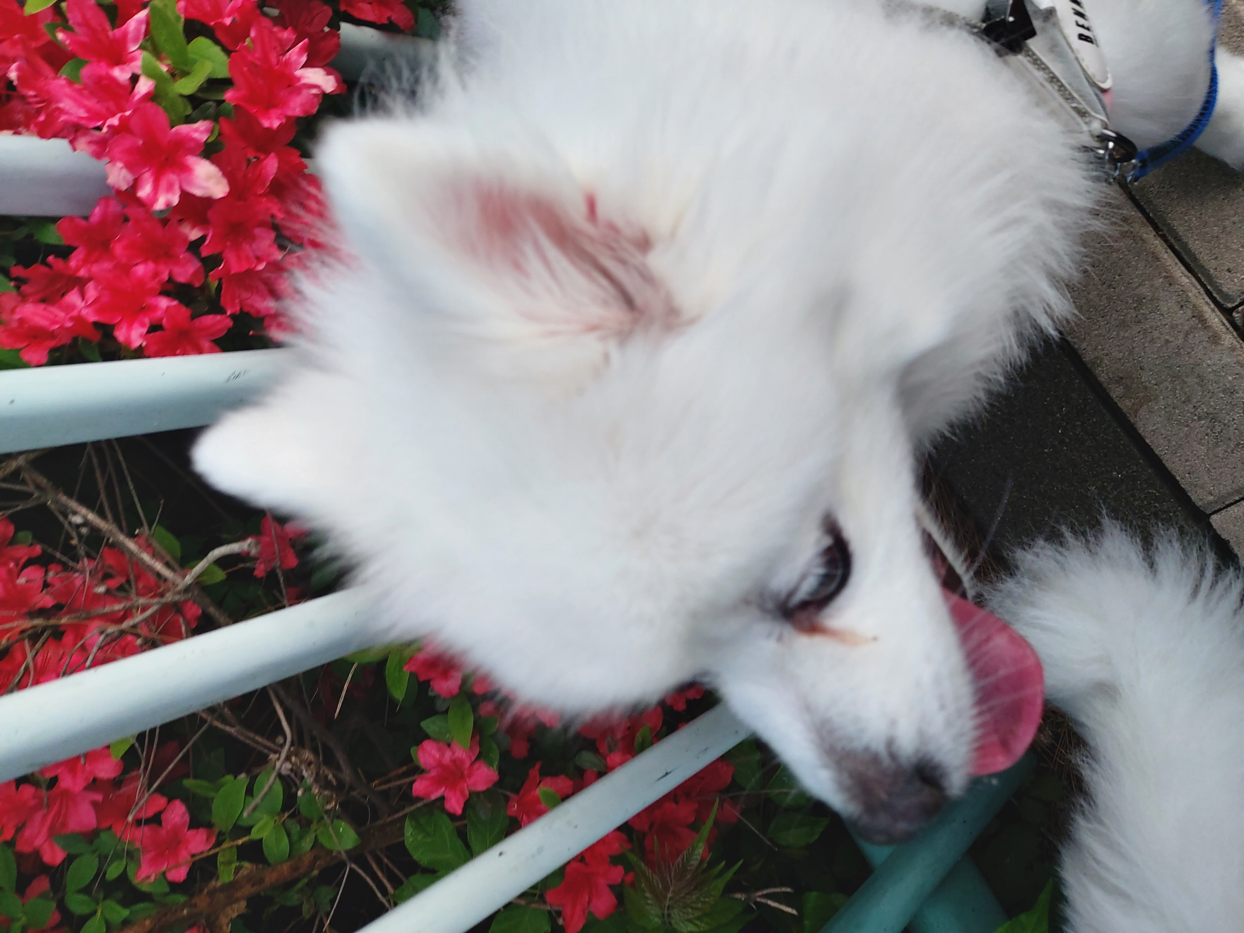 린 (빵또아) 입양 1년후기