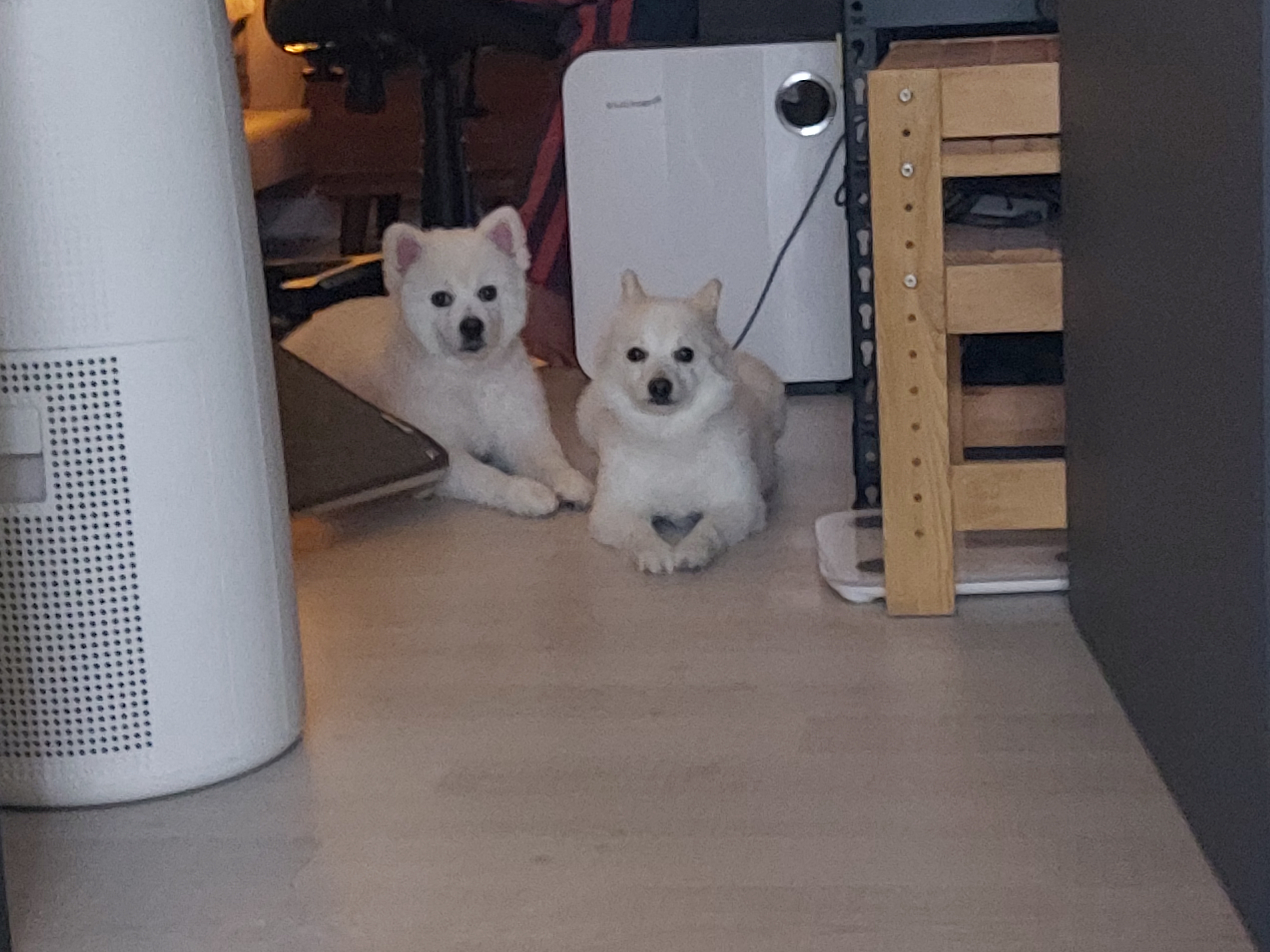 린 (빵또아) 입양 1년후기