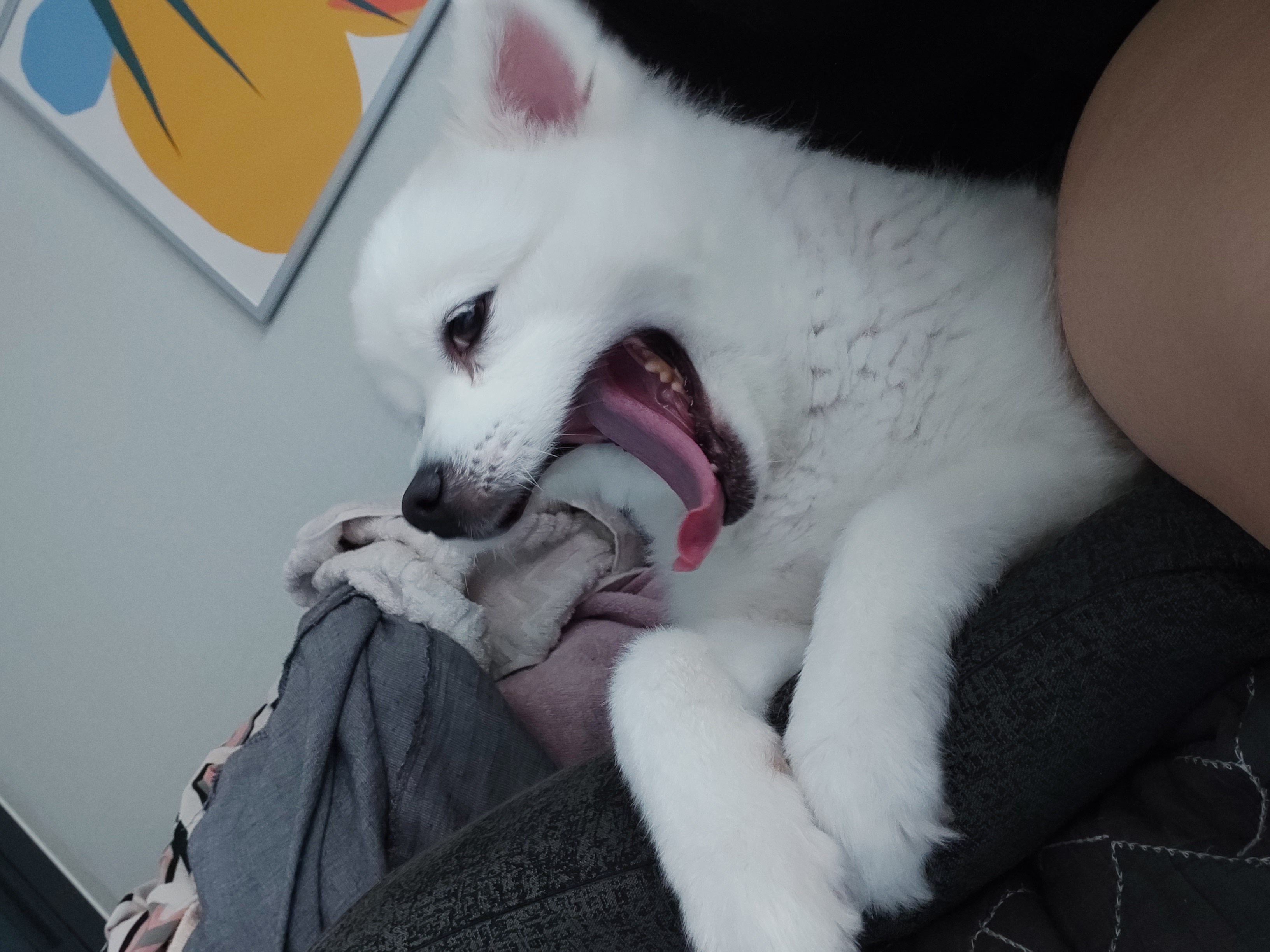 린 (빵또아) 입양 1년후기