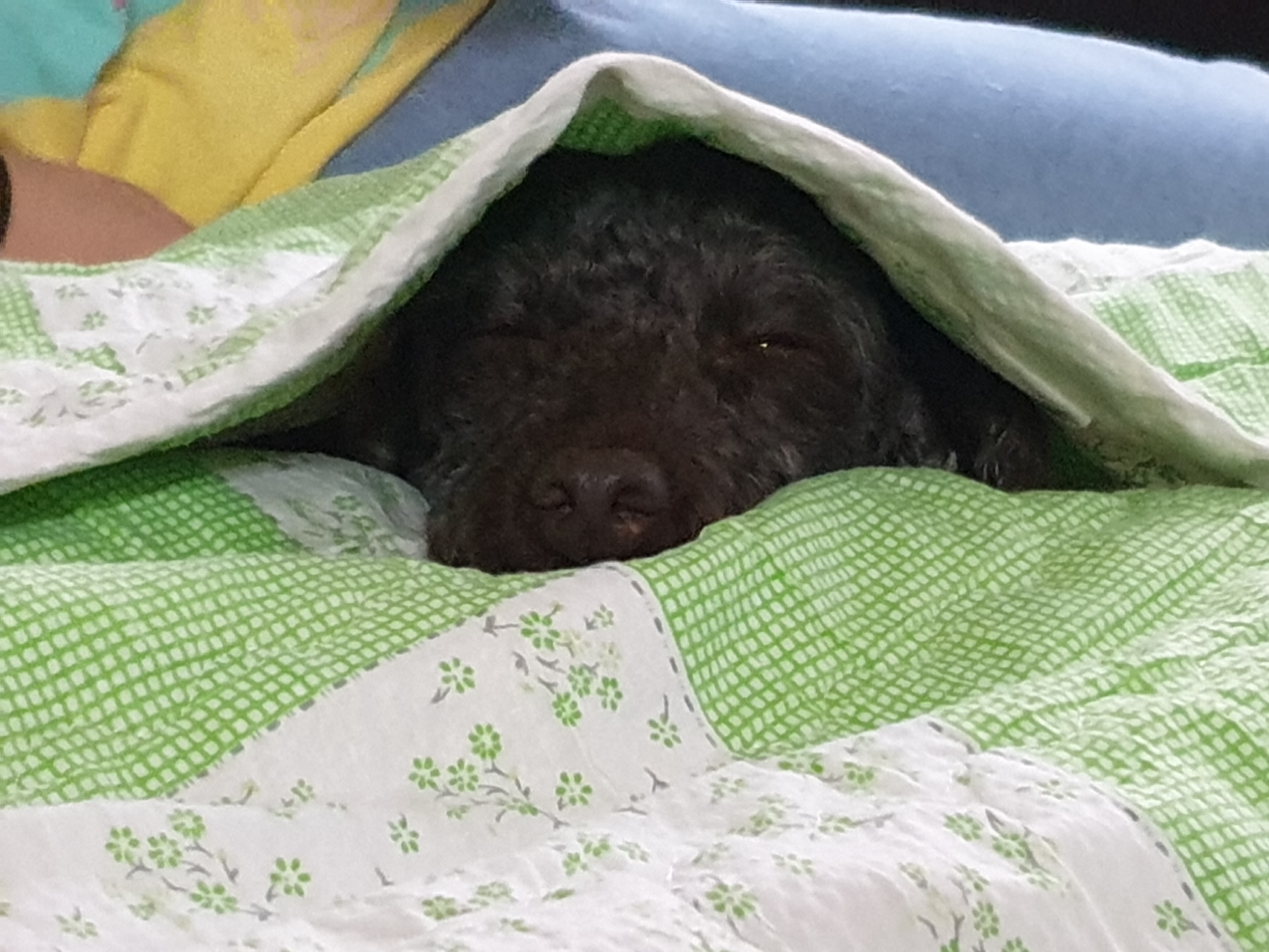 모카 한달후기 (곤지암  깜냥이)