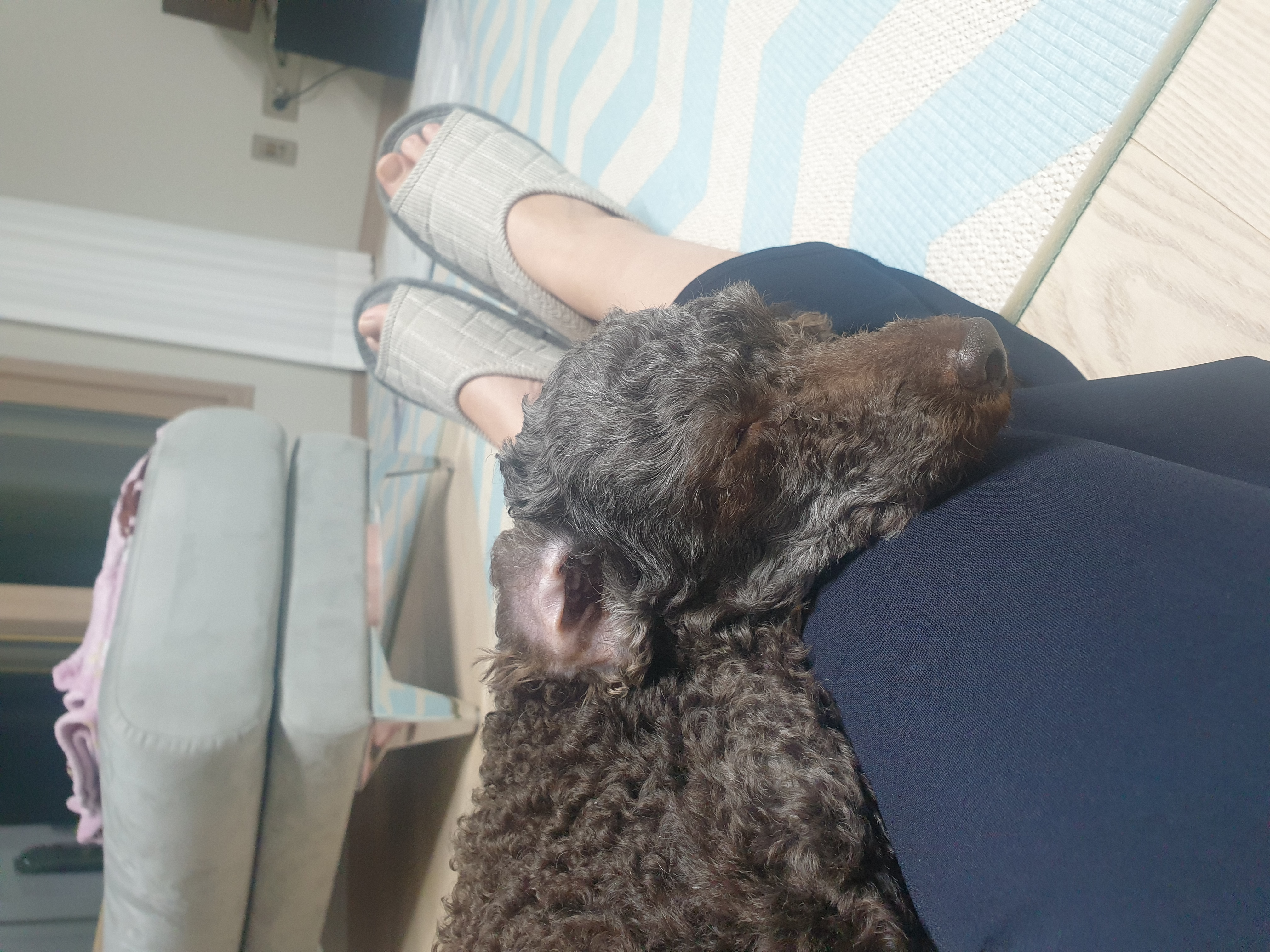 모카 한달후기 (곤지암  깜냥이)