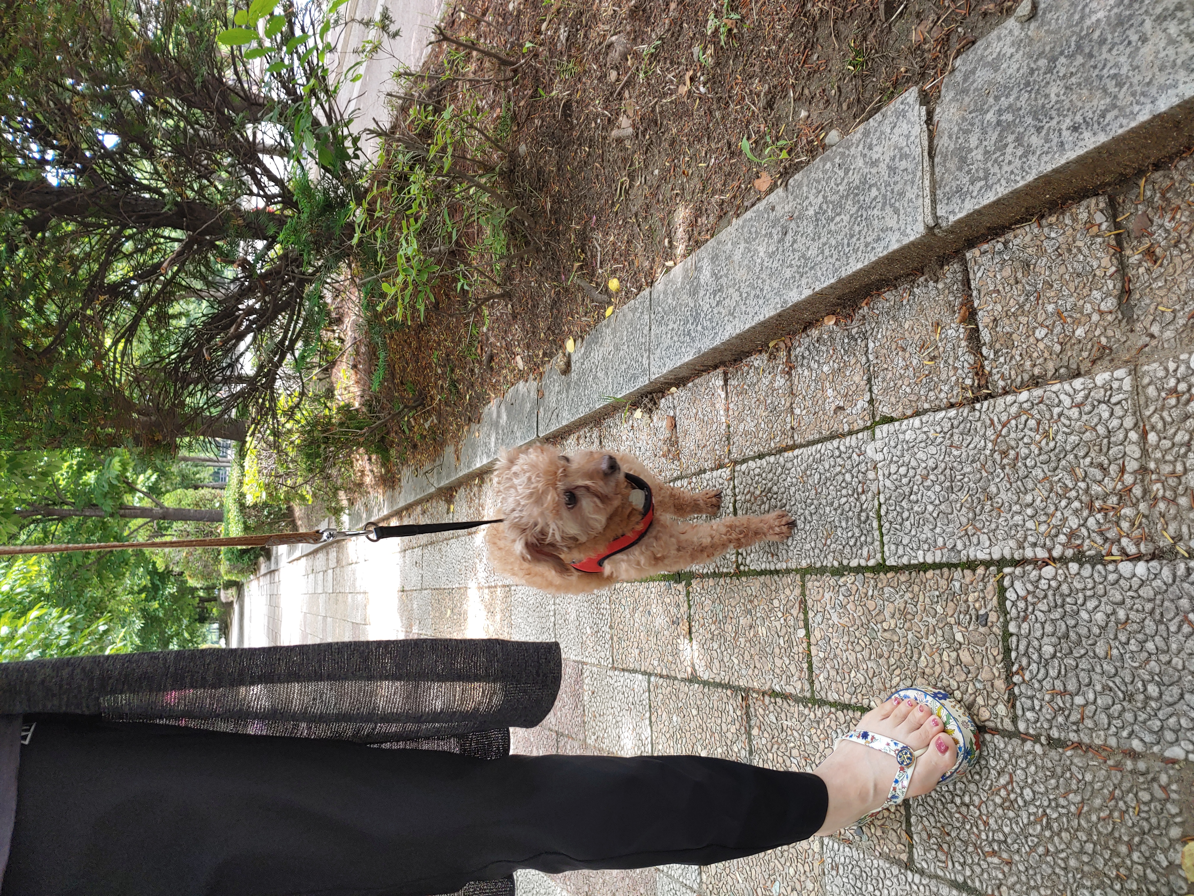 곤지암 팔랑이~~(지금은 버디^^)