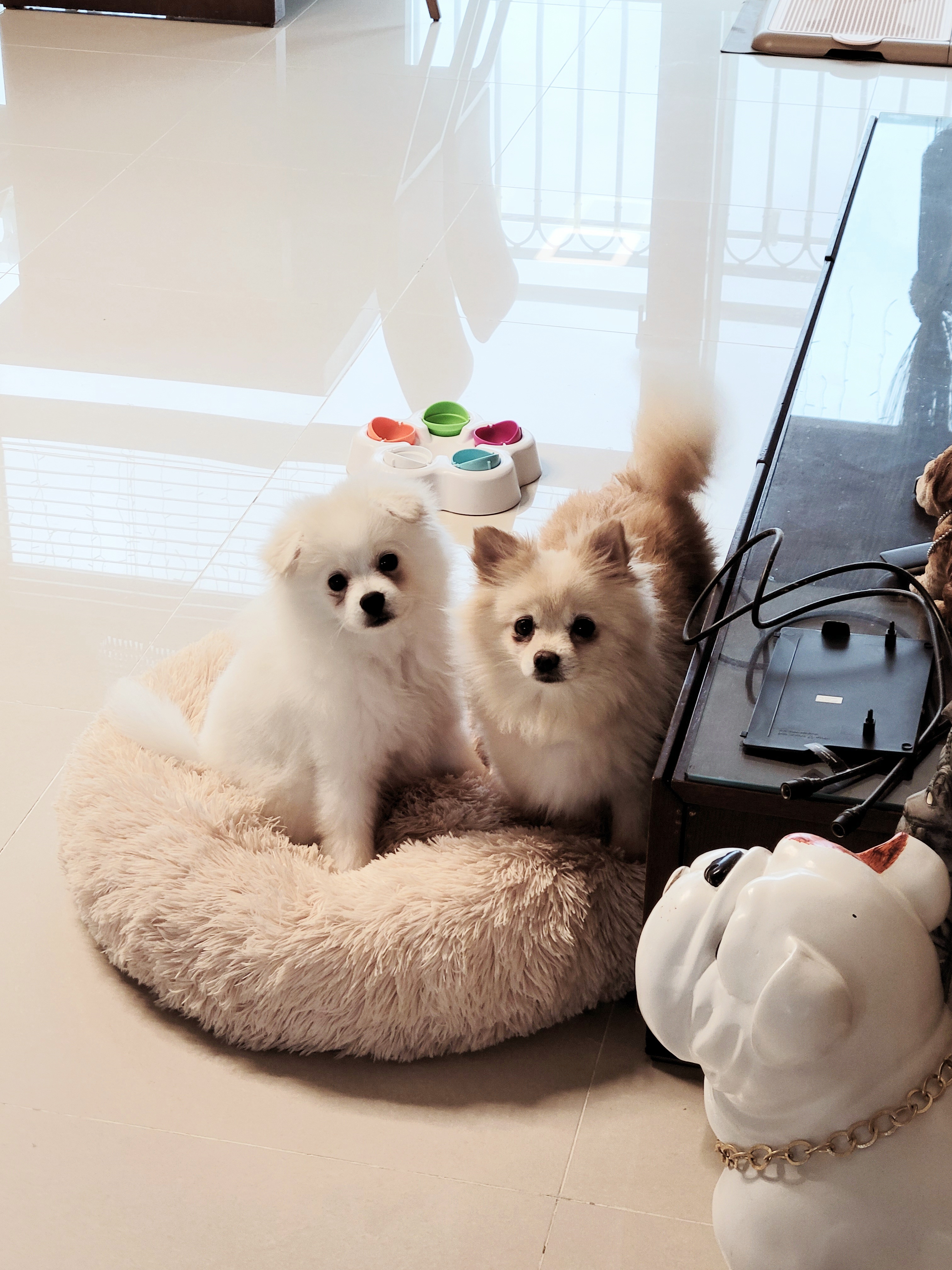 꼭지와 까꿍이의 적응 과정