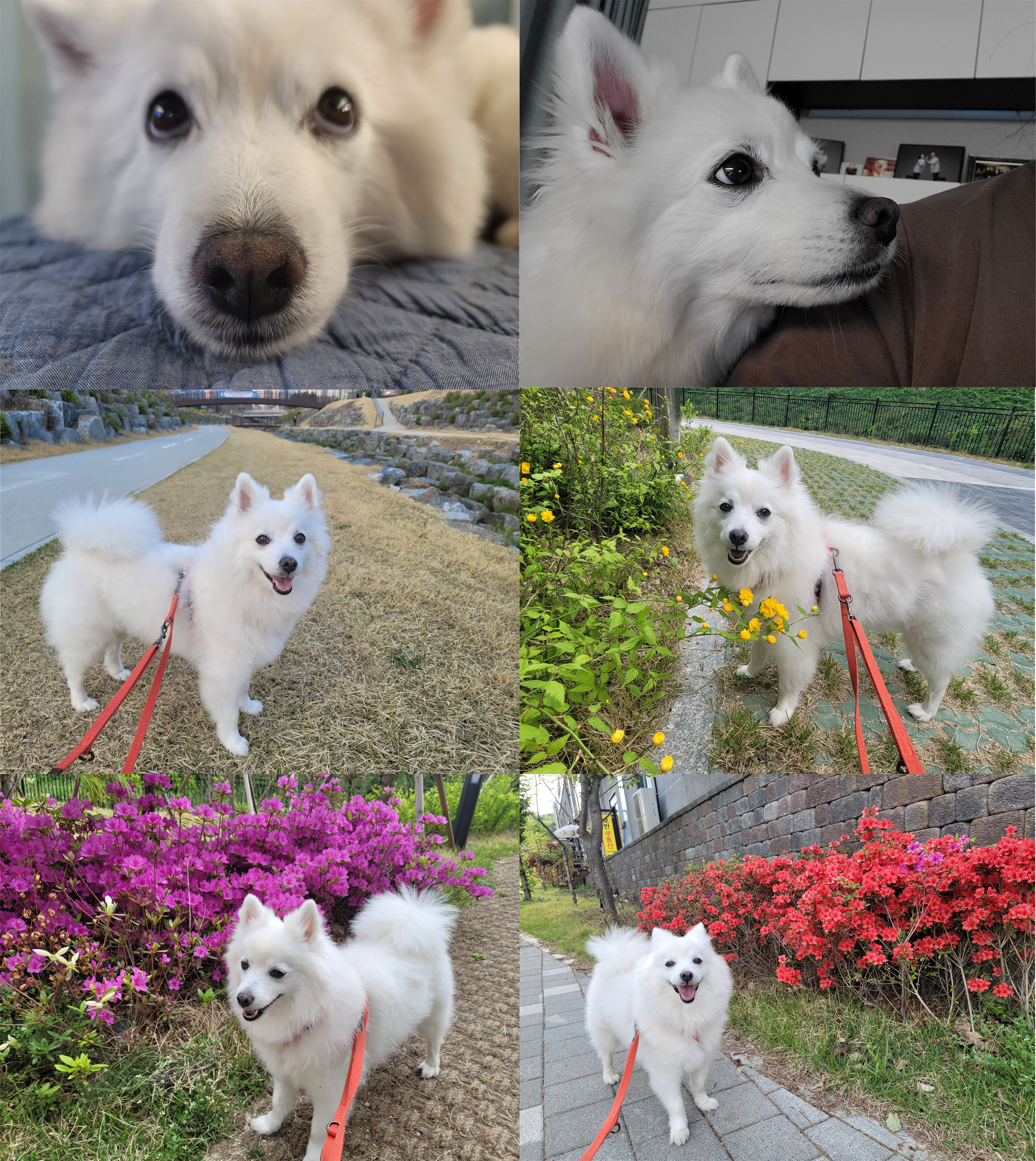 [입양1년후기] 동화(바밤바)와 가족된지 1년이 되었어요