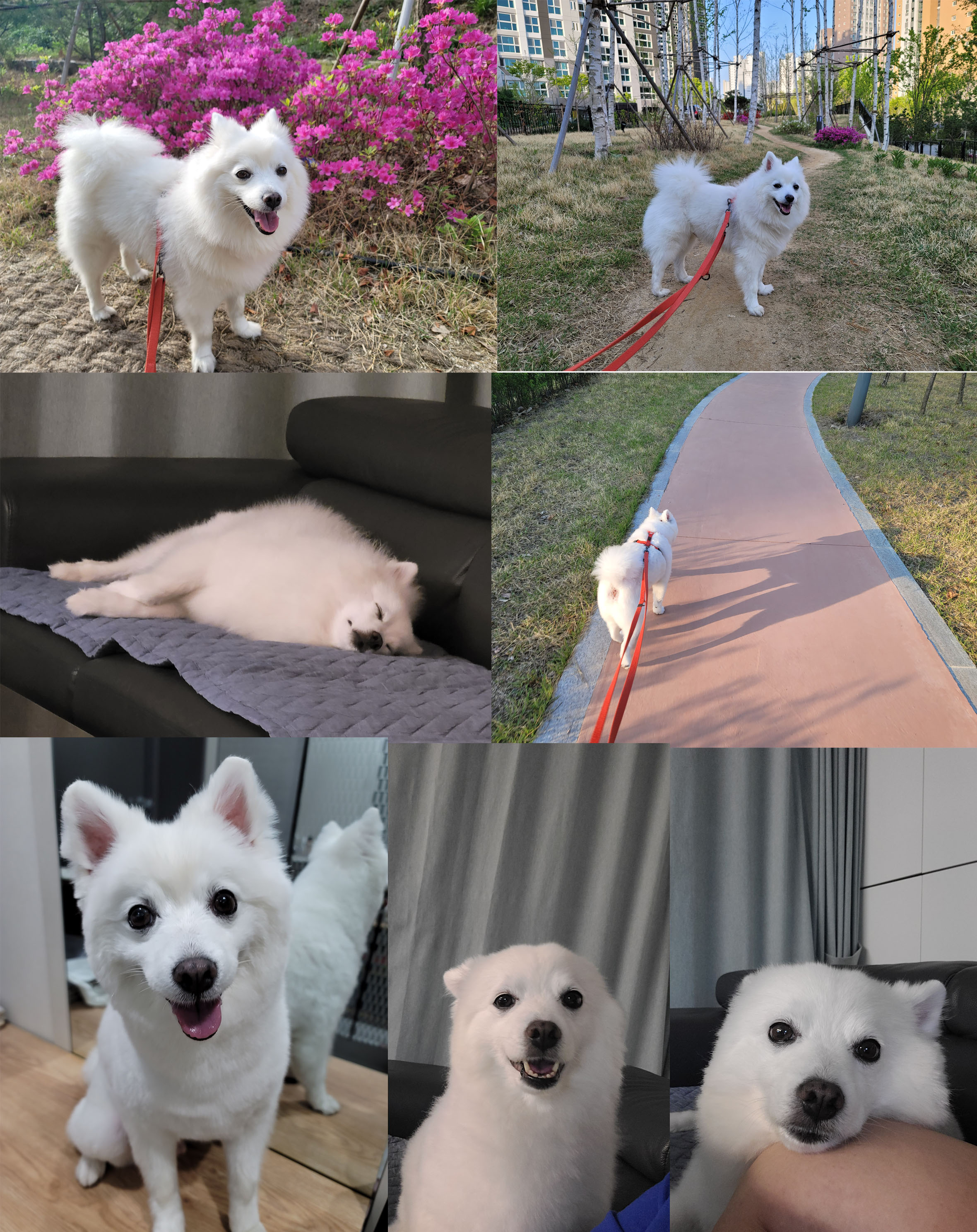 [입양1년후기] 동화(바밤바)와 가족된지 1년이 되었어요