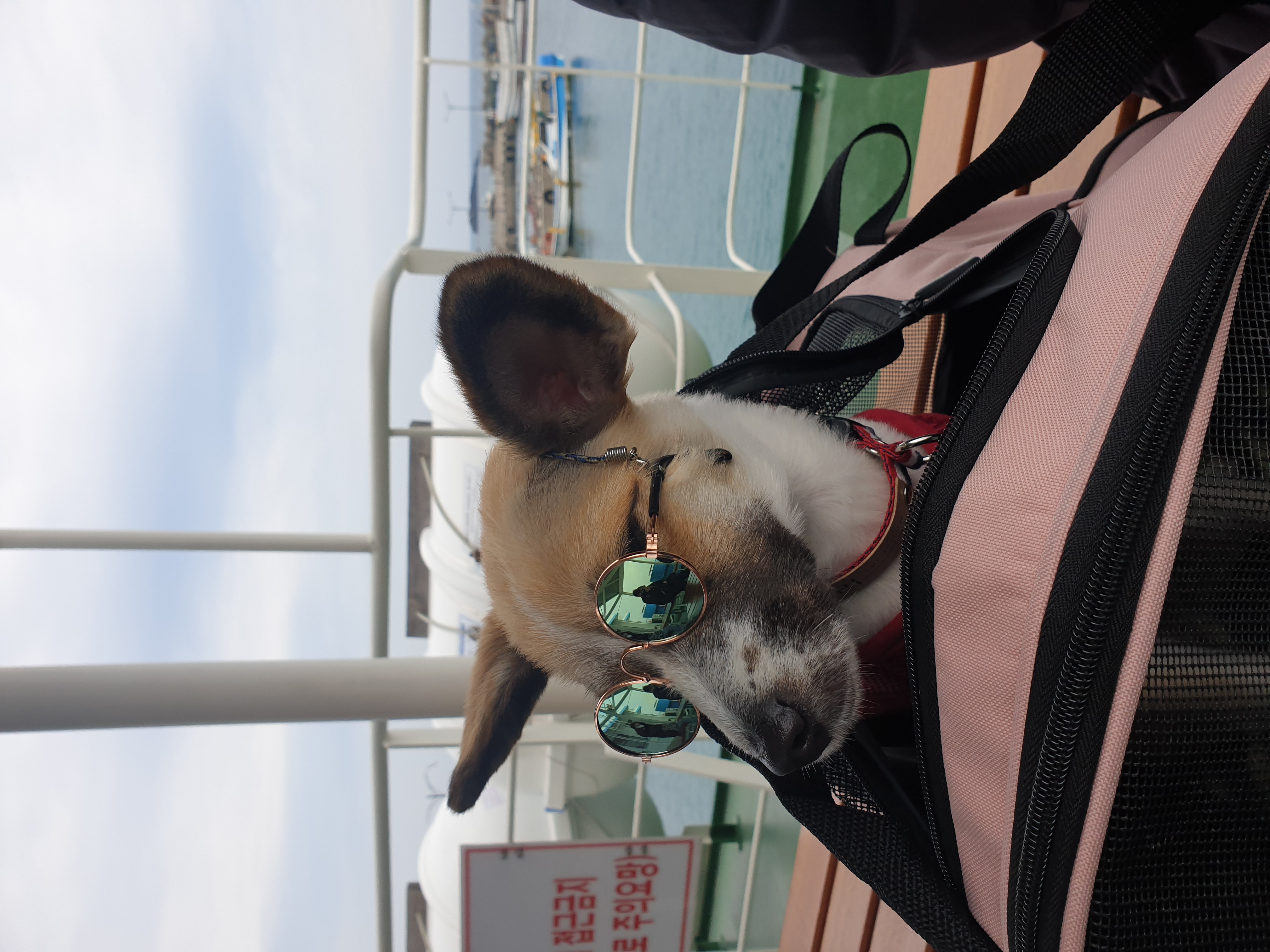 벼리(은오) 태어난지 1년 생일 축하해주세요~.^^