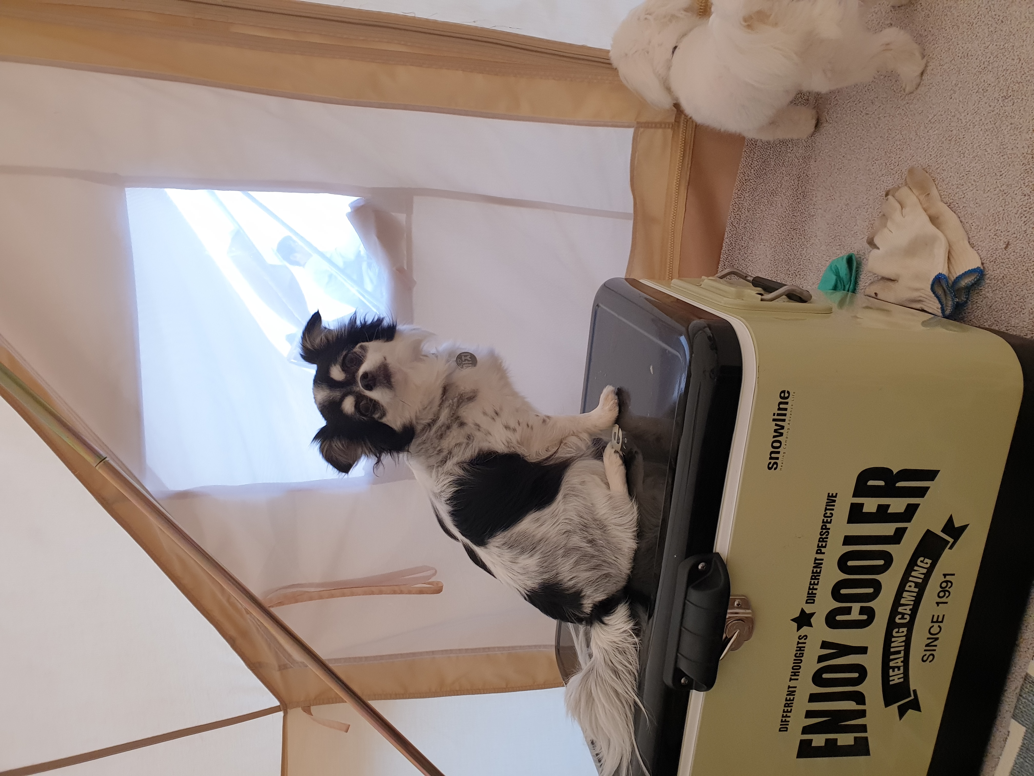 가지가 울식구가 된지 벌써 2년이 되었네용