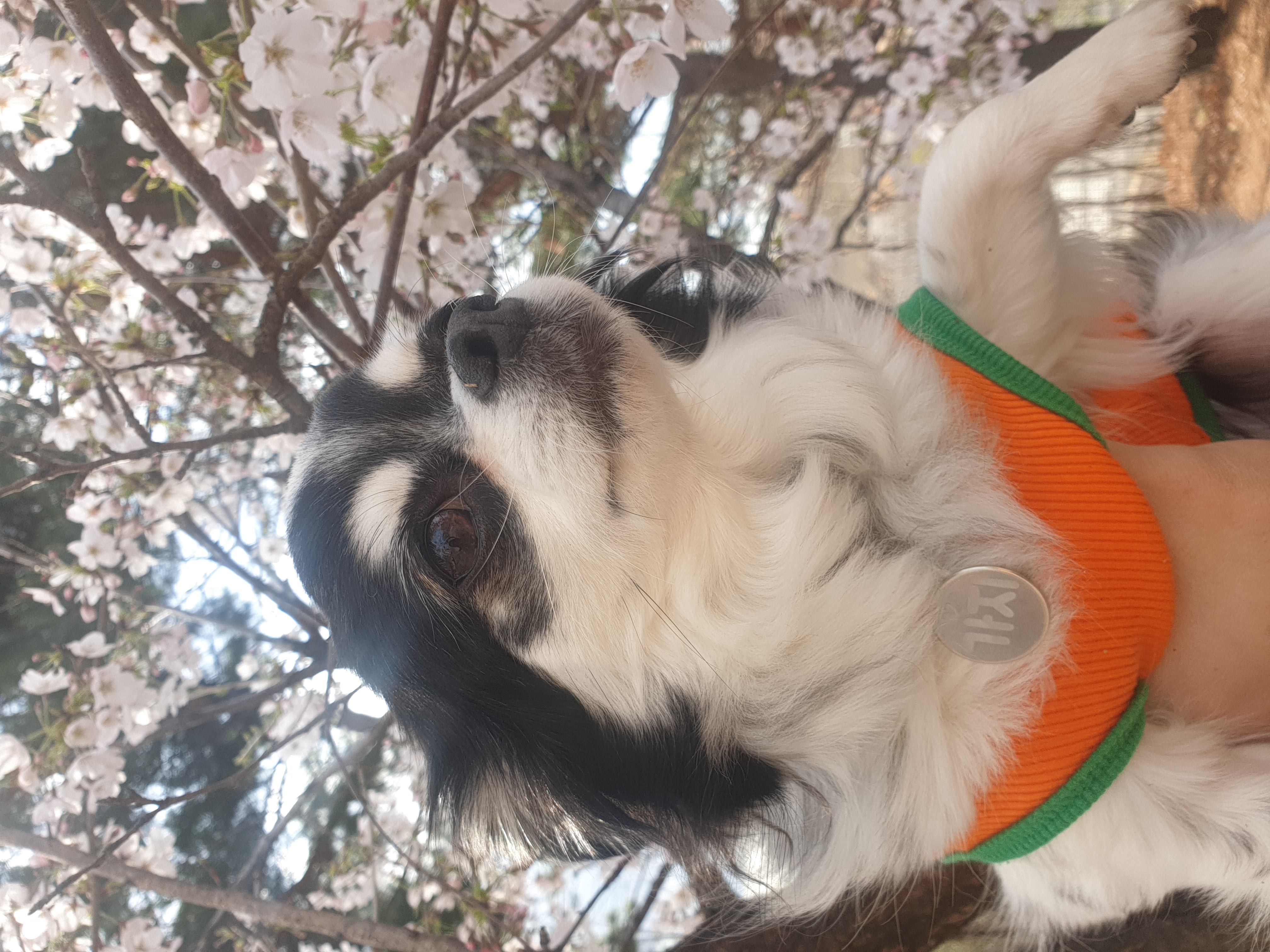 가지가 울식구가 된지 벌써 2년이 되었네용