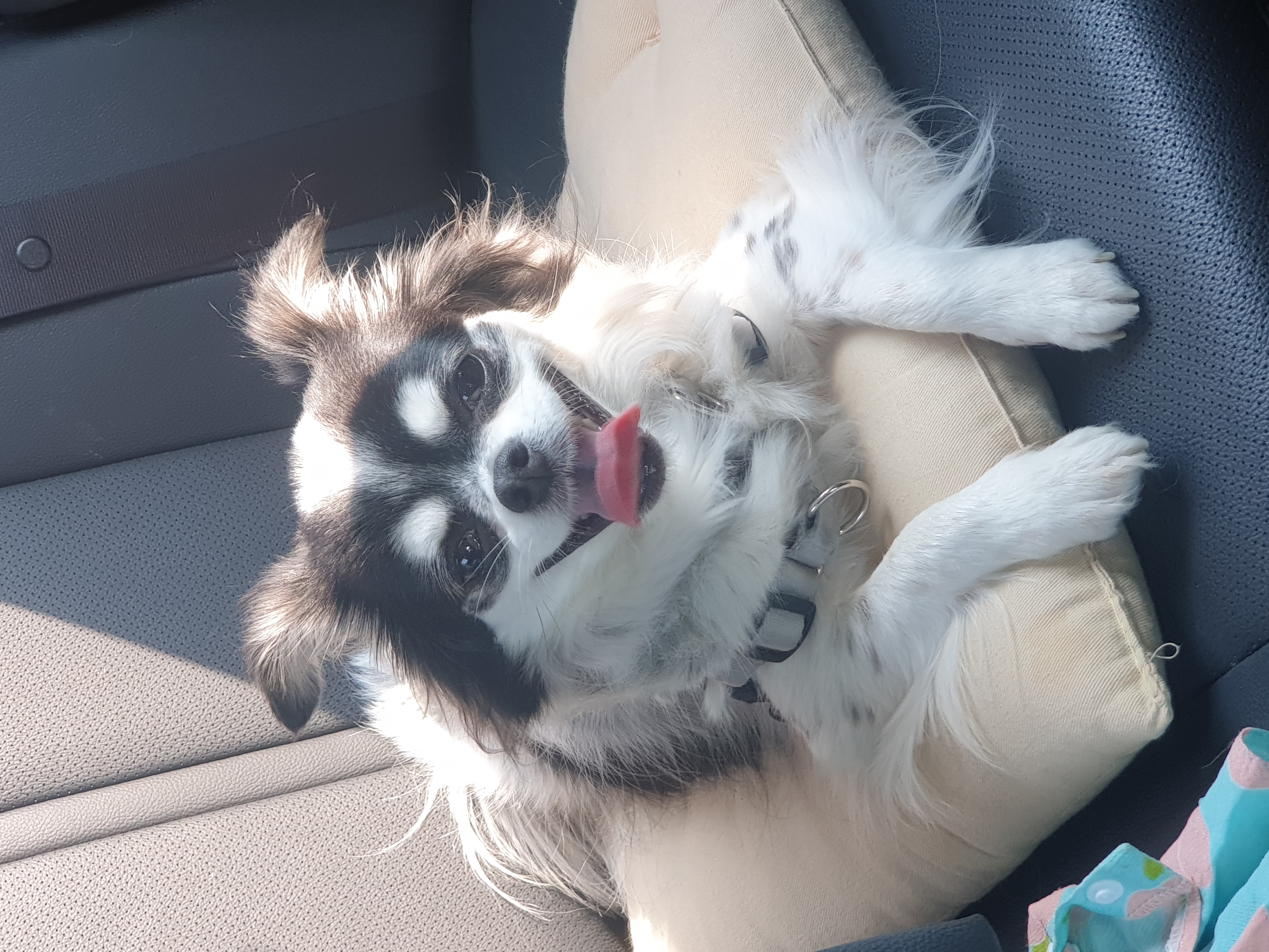 가지가 울식구가 된지 벌써 2년이 되었네용